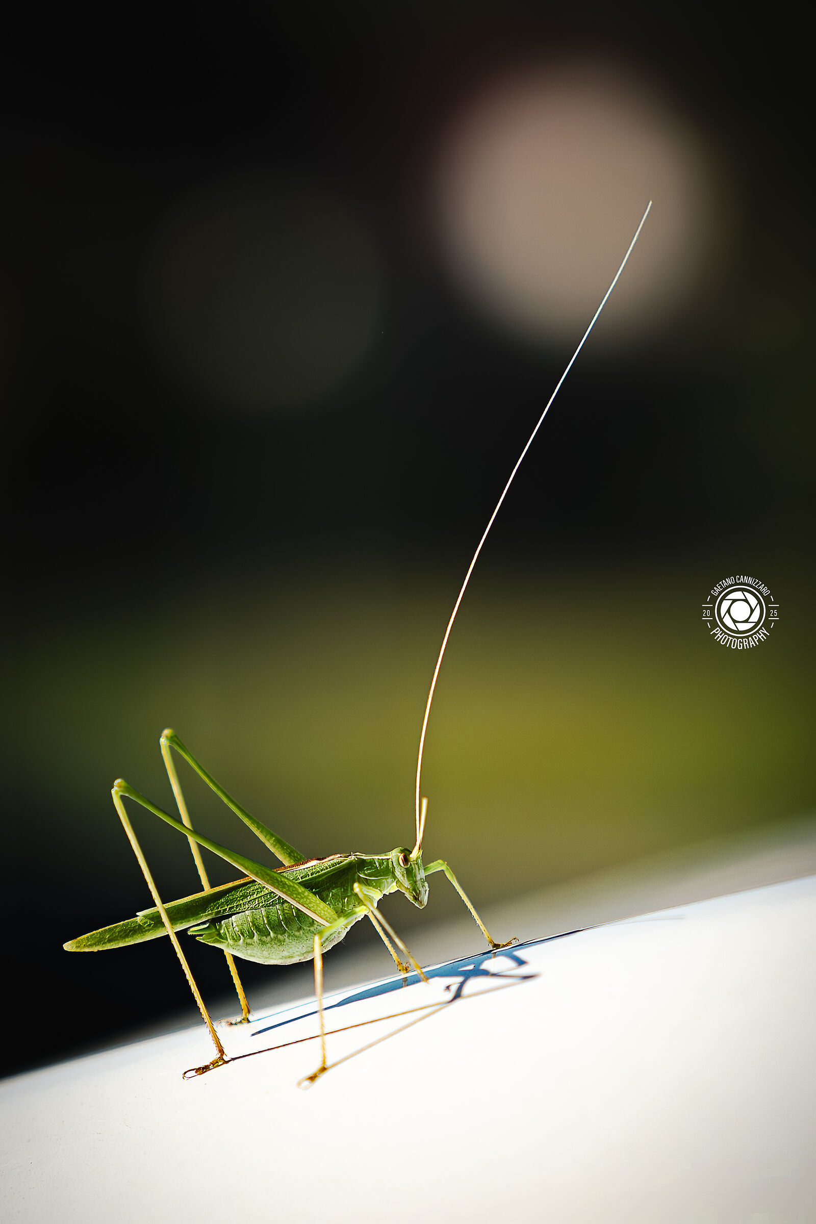 Grasshopper