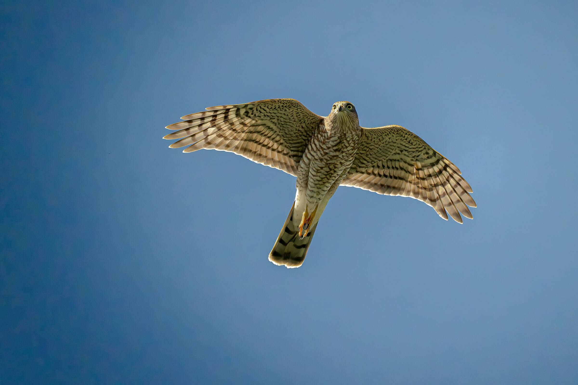 Female sparrowhawk