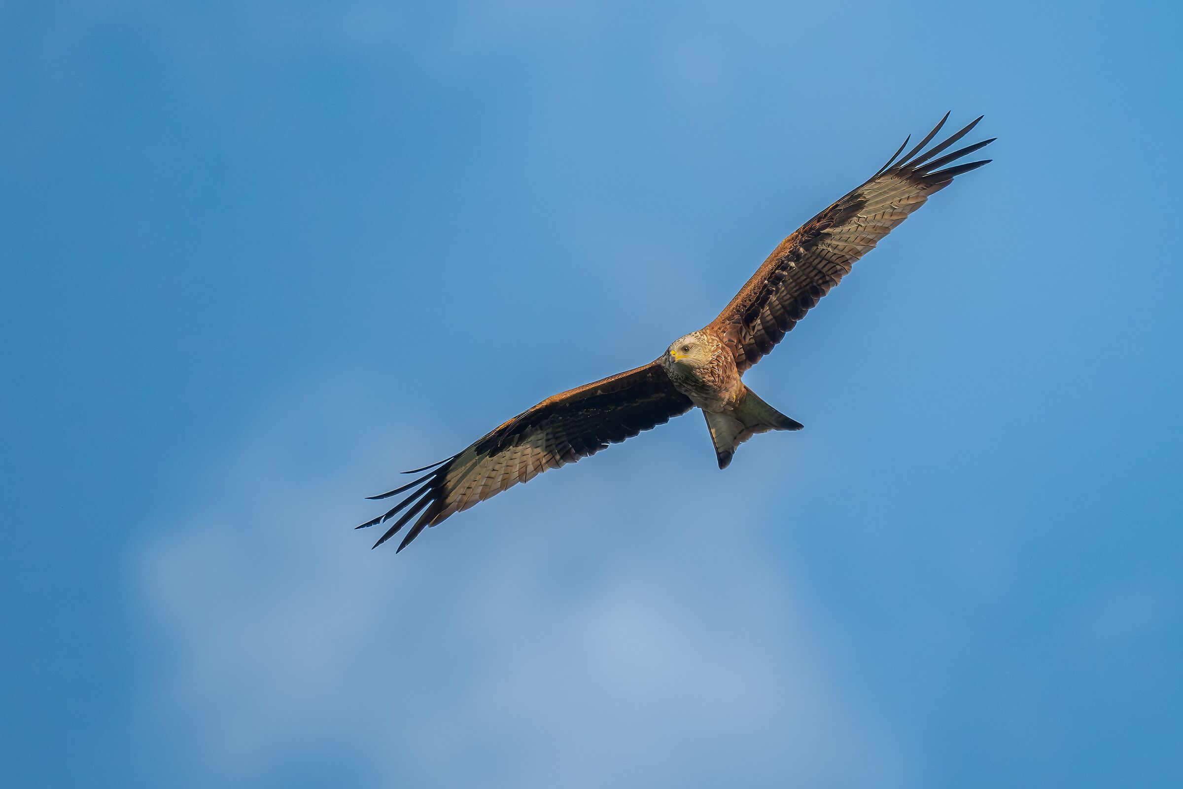 Red Kite (juv.?)