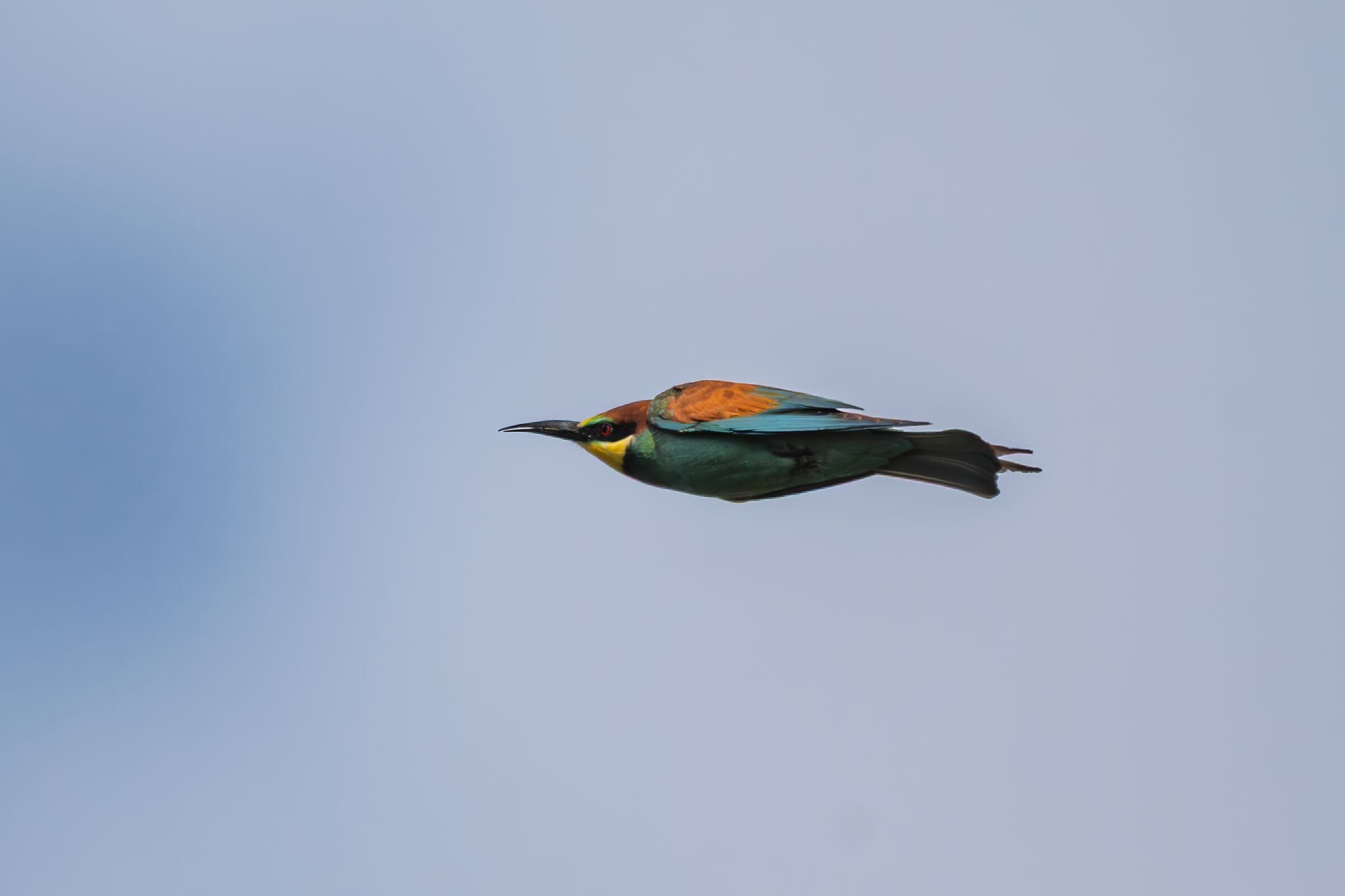 The aerodynamics of the bee-eater