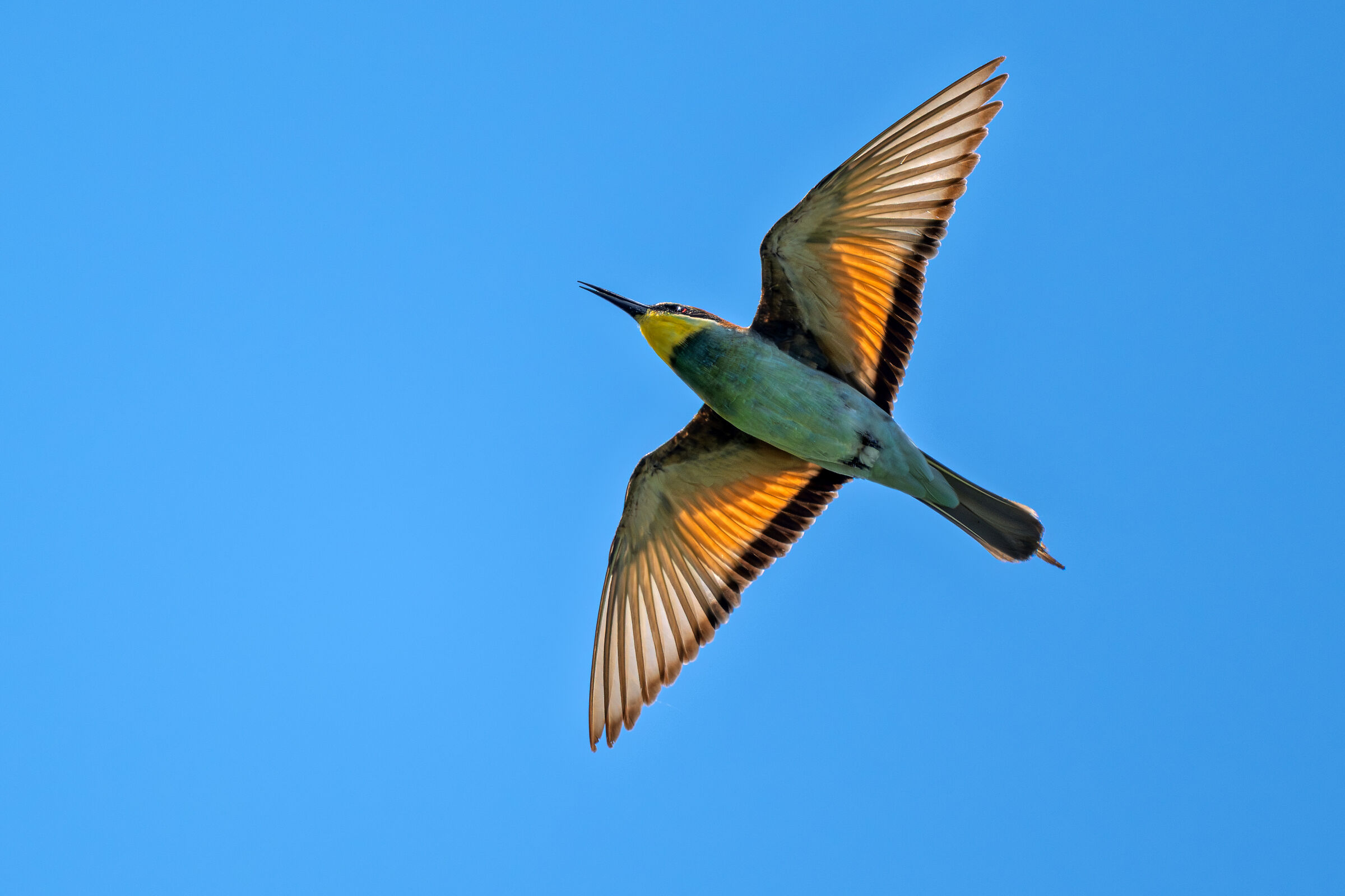 Bee-eater