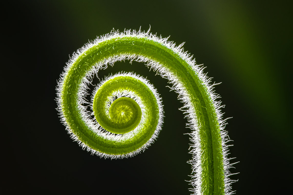 Spiral II