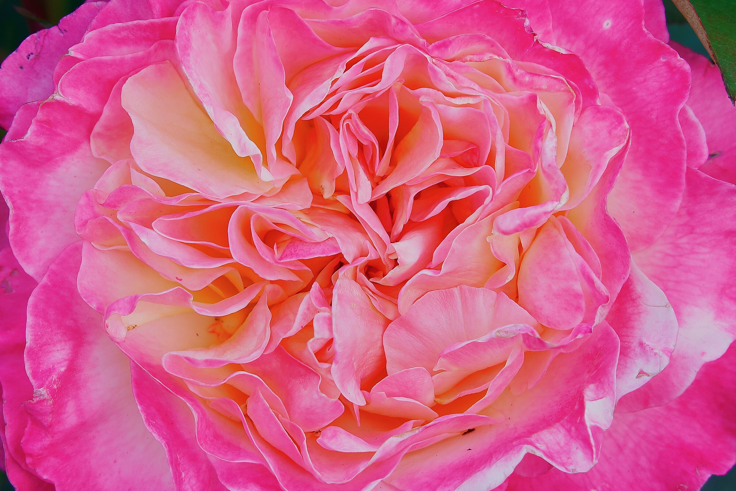 Kaleidoscope of petals