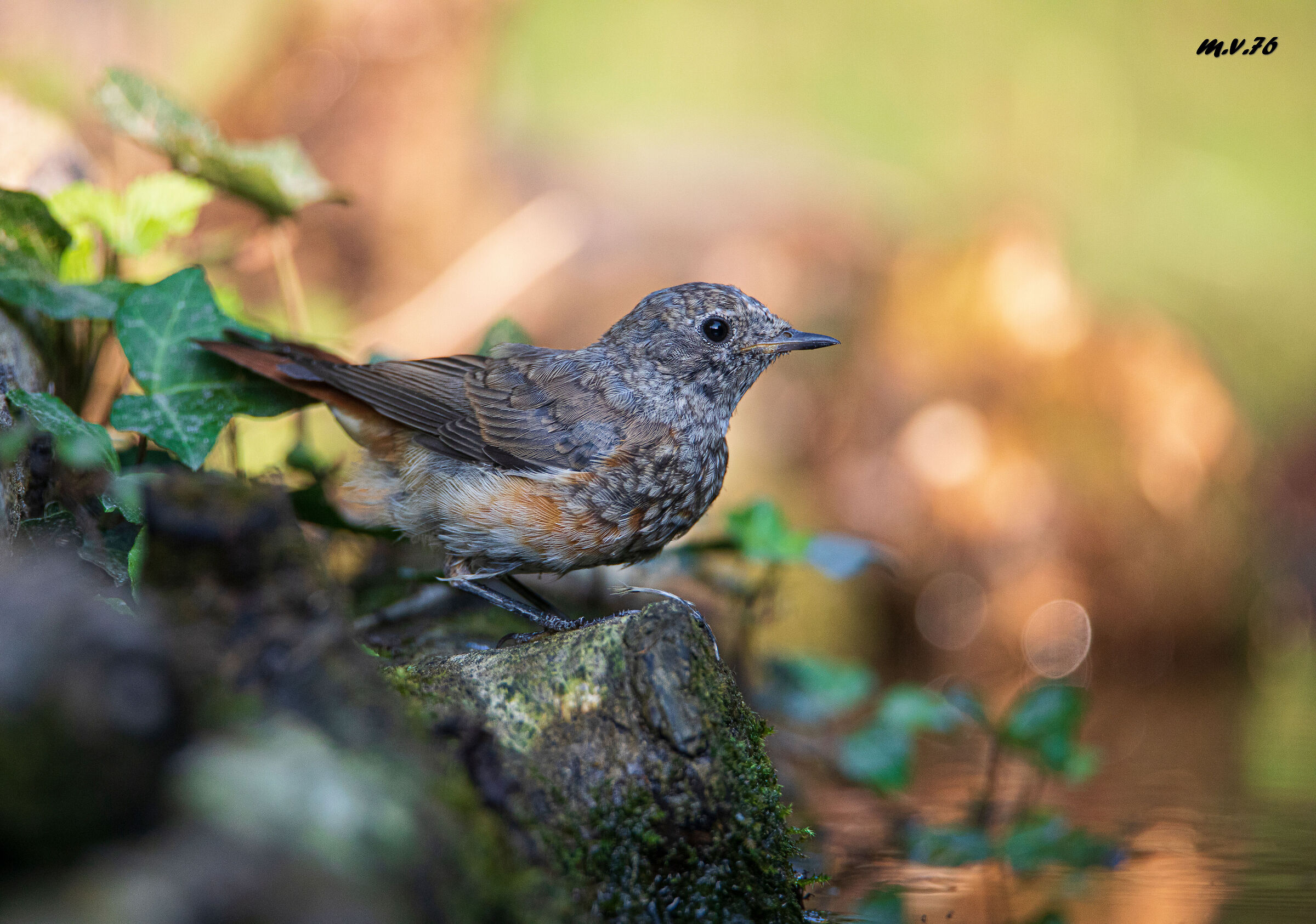 Redstart juv.