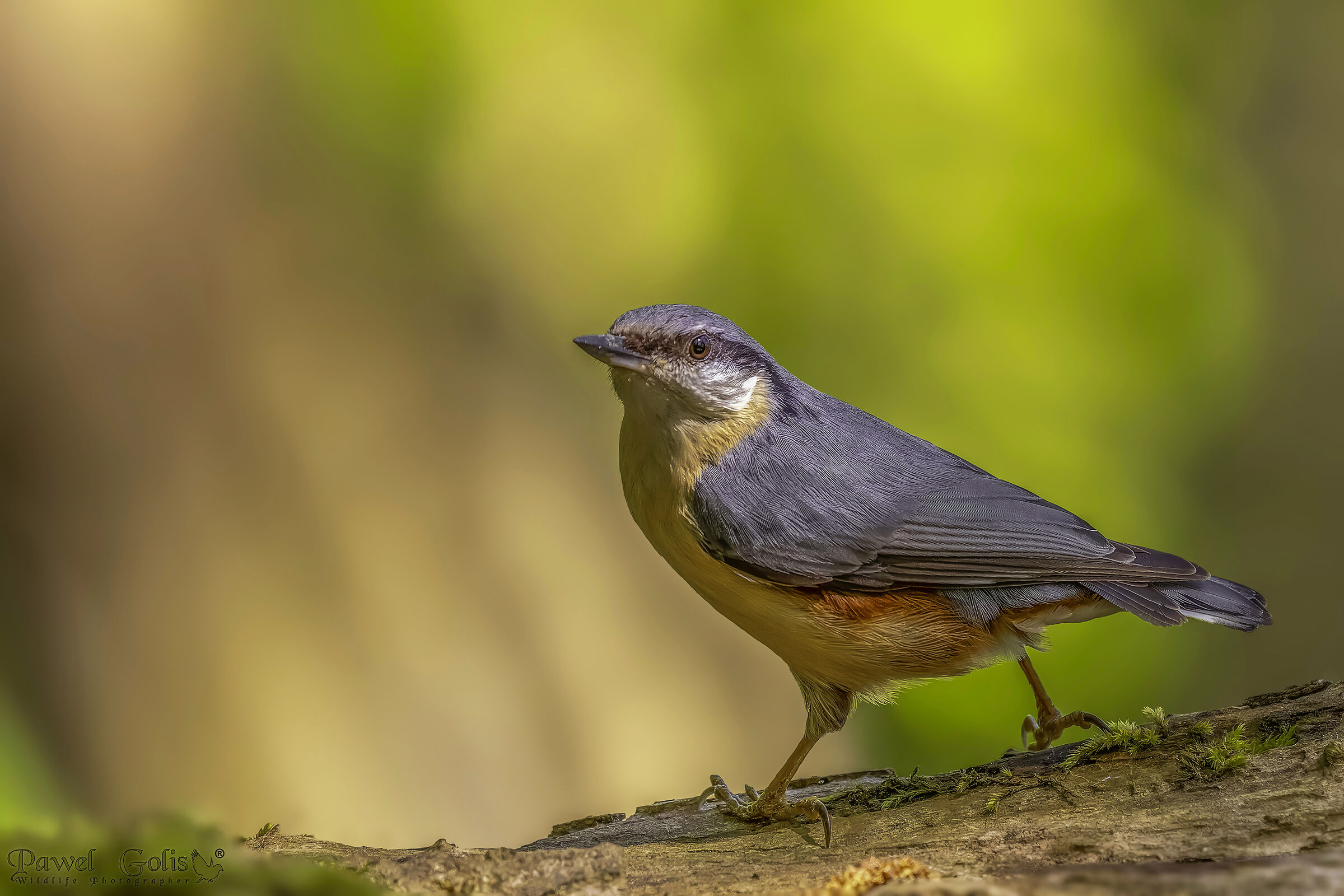 Picchio muratore (Sitta europaea)