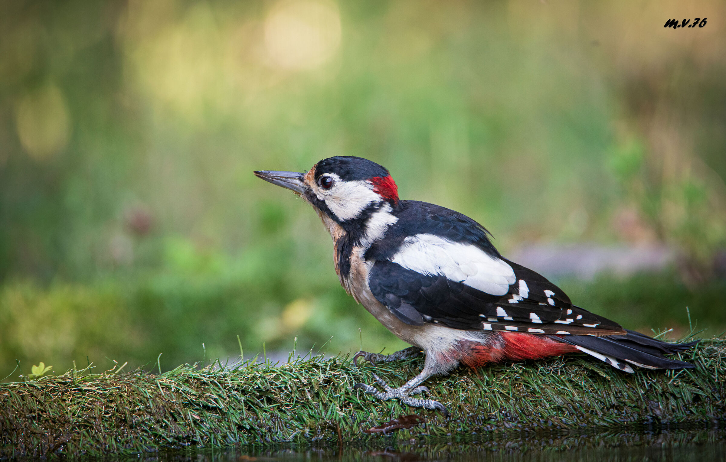 Male Spotted Woodpecker