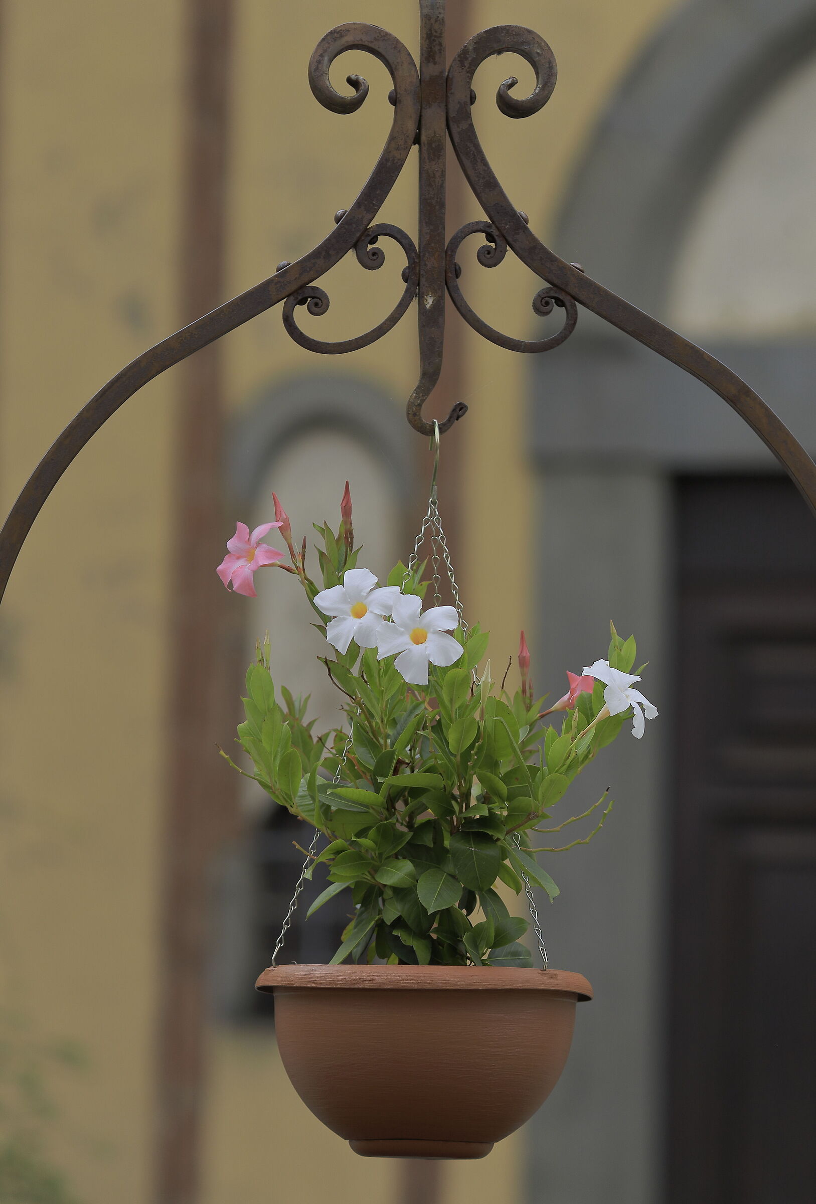A beautiful arrangement of flowers
