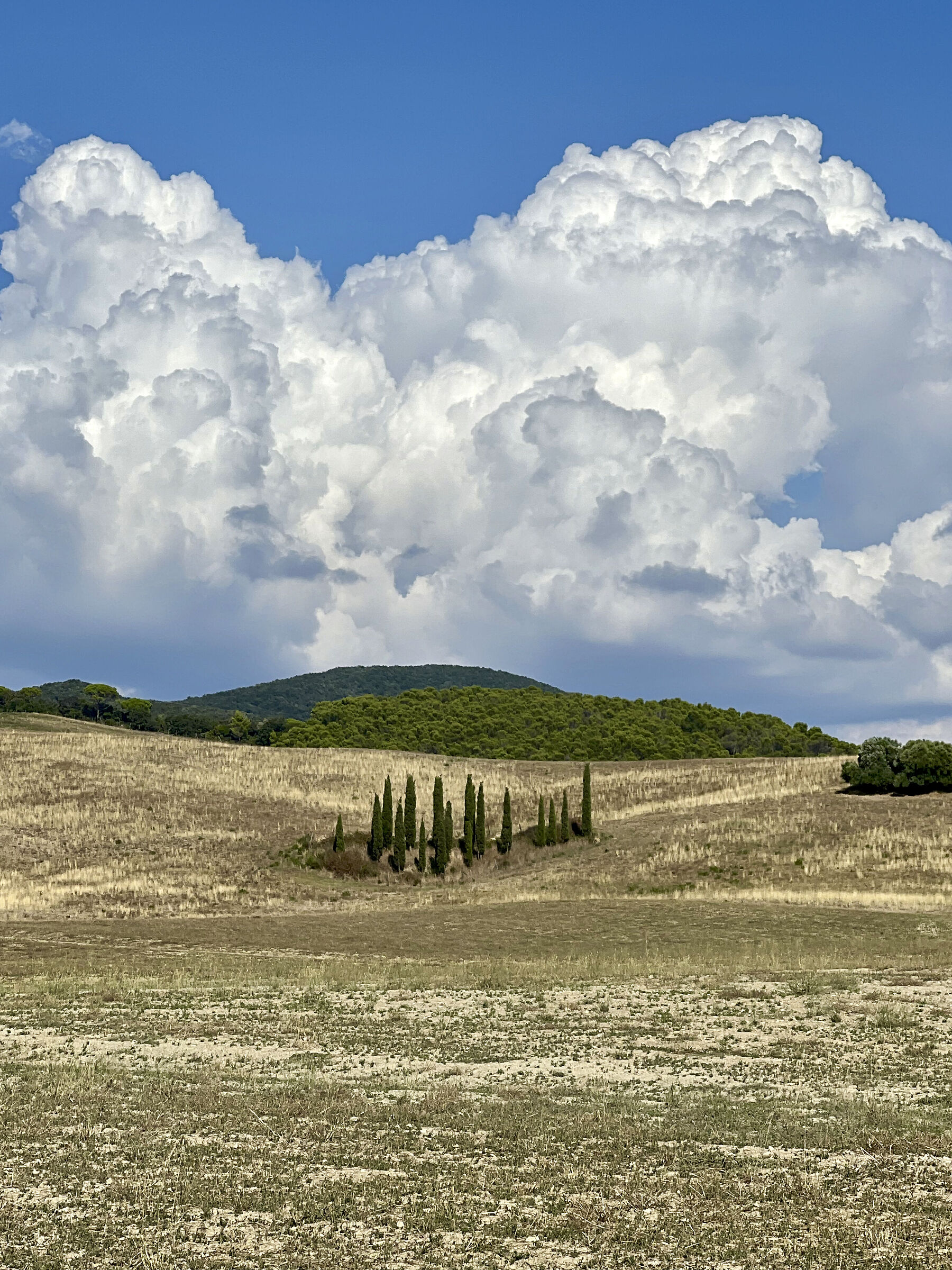 Surroundings of Bolgheri (Tuscany)