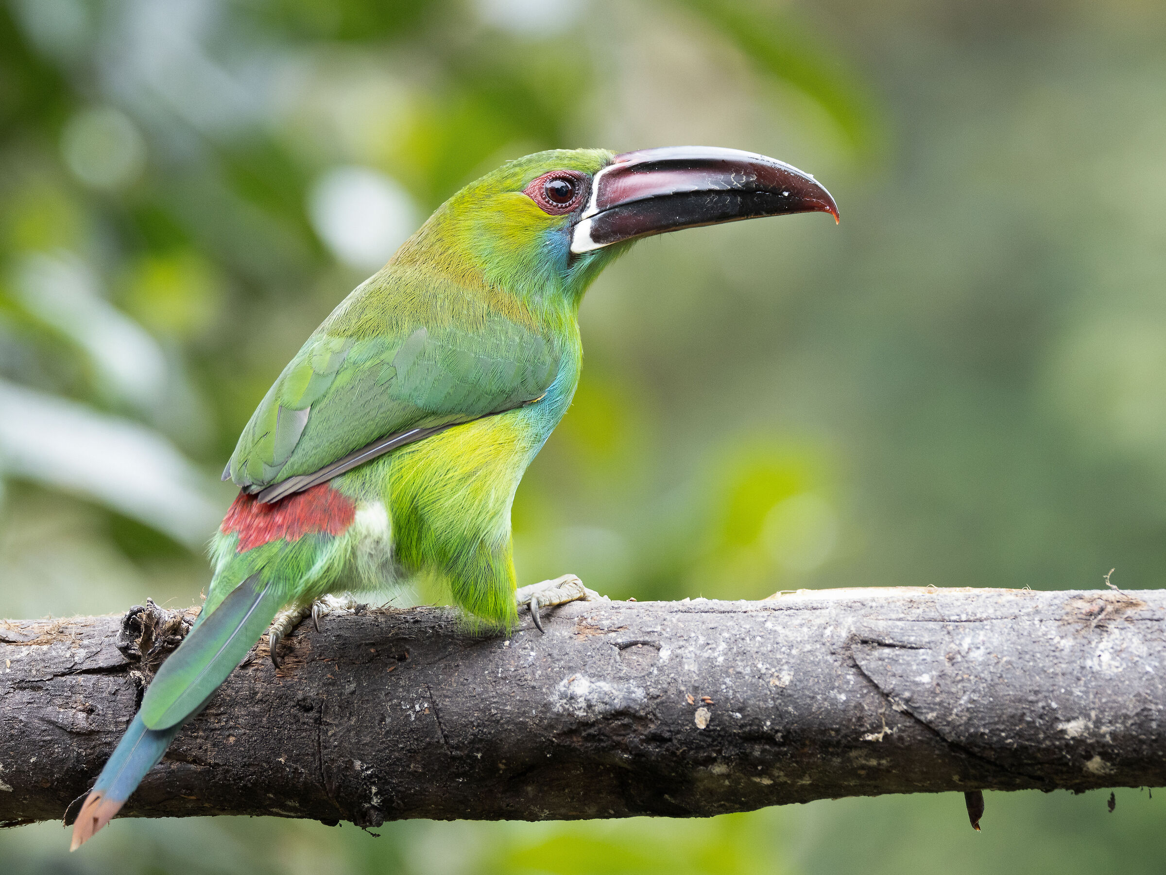 Tucanetto groppacremisi