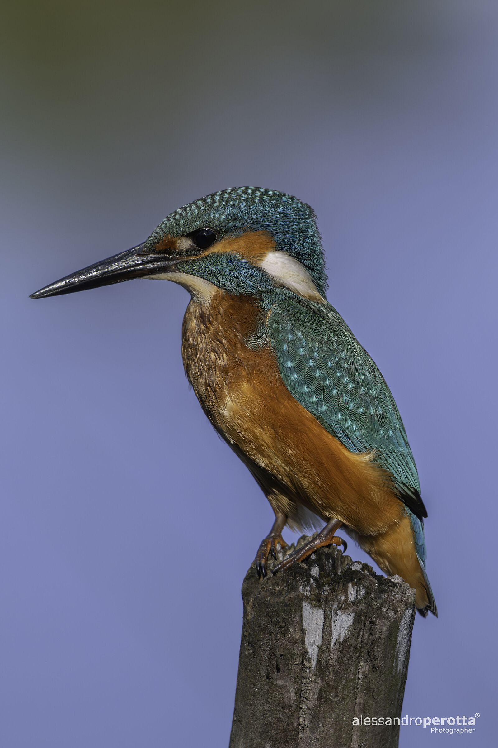 Alcedo atthis
