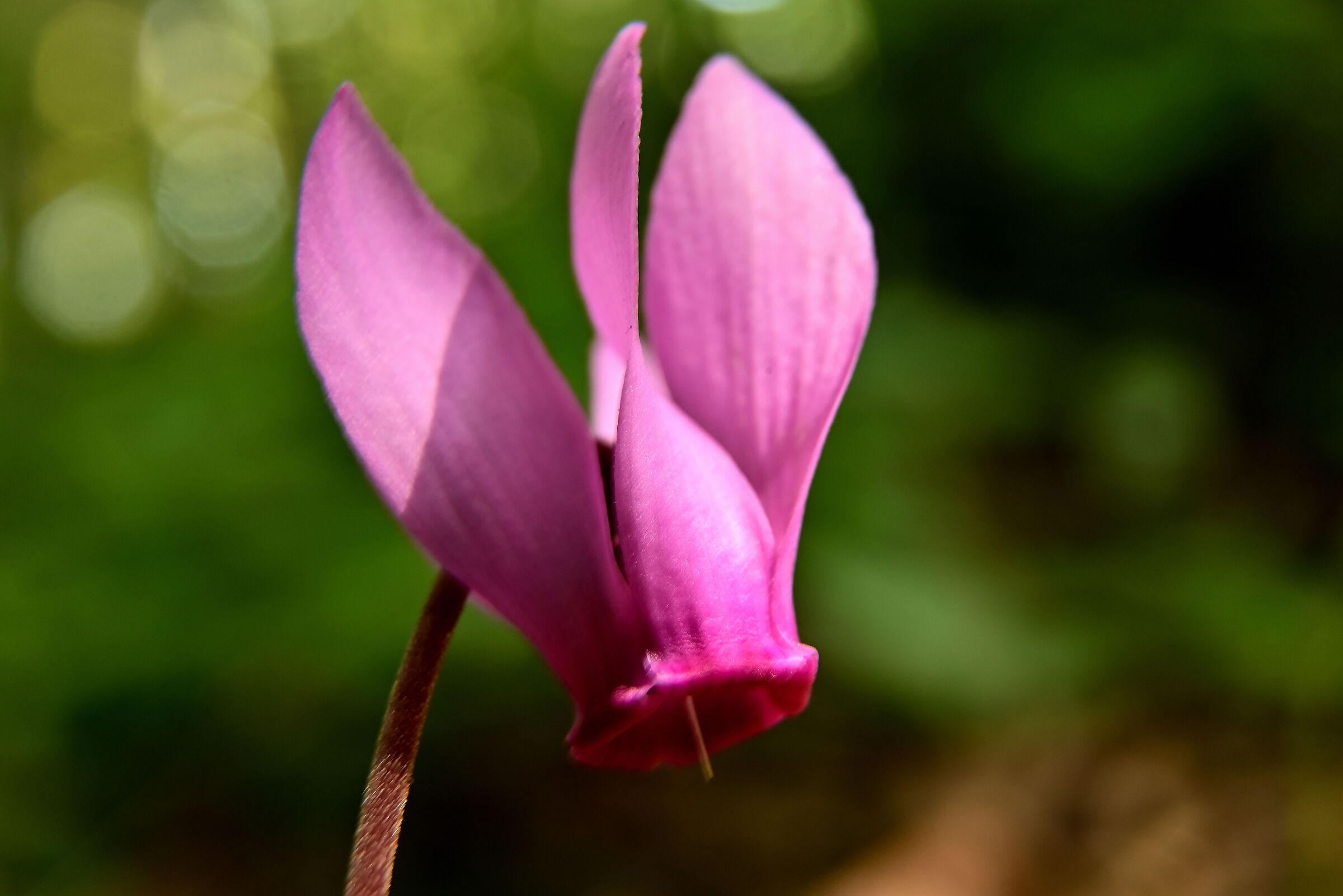 Cyclamen