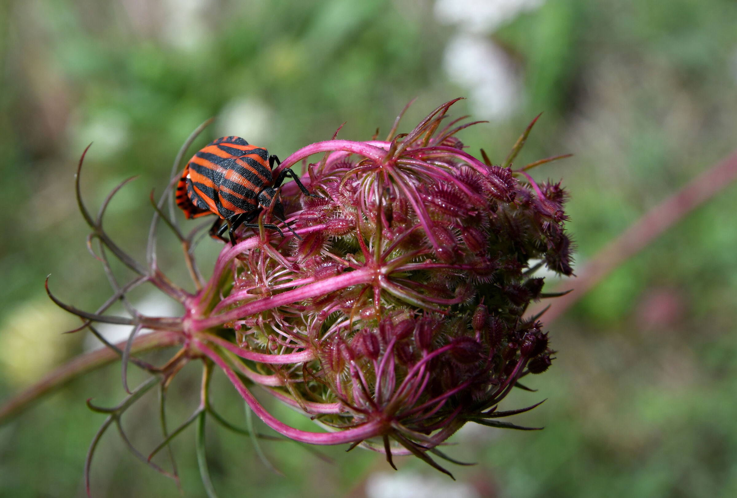 Graphosoma Italicum