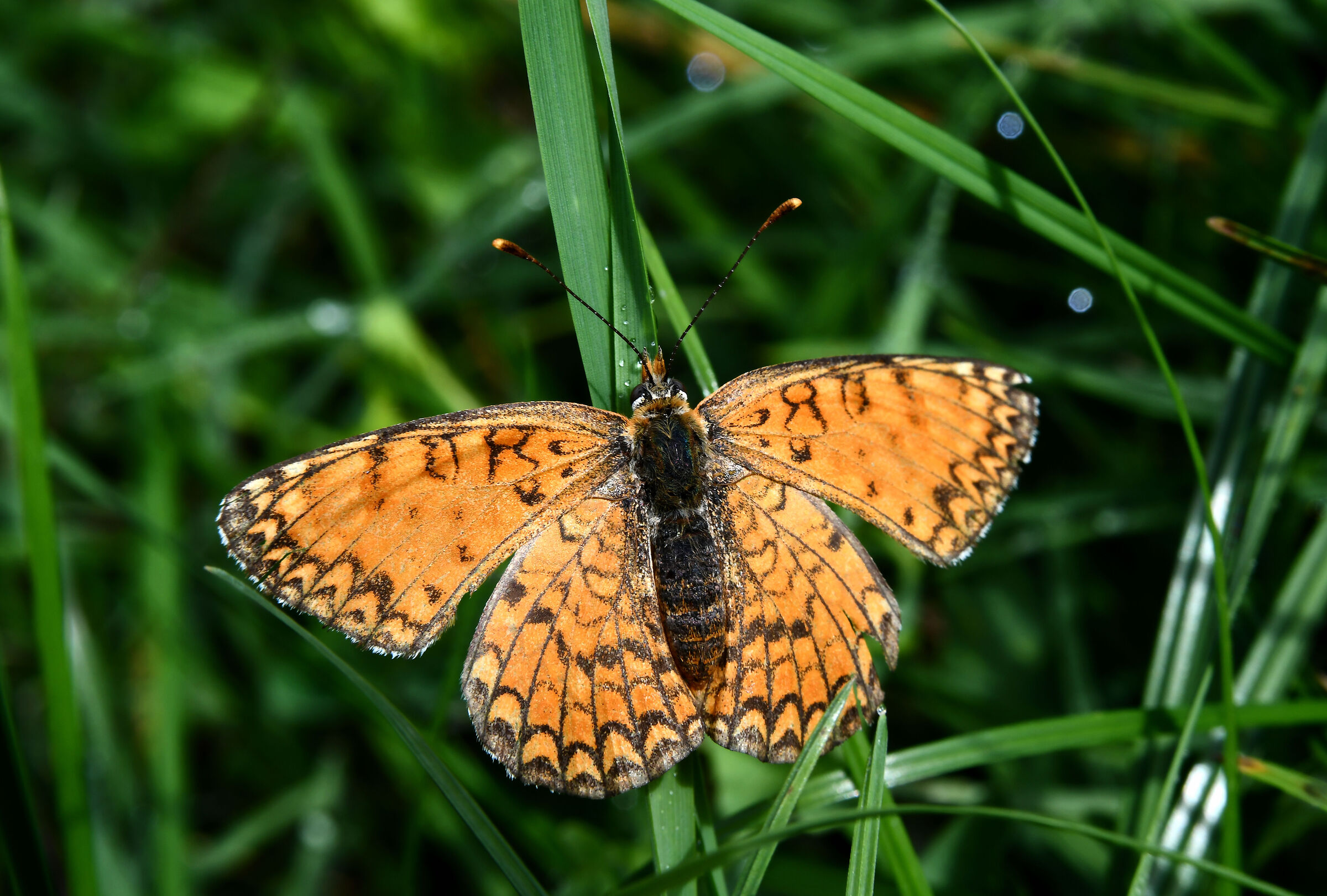Melitaea Cinxia