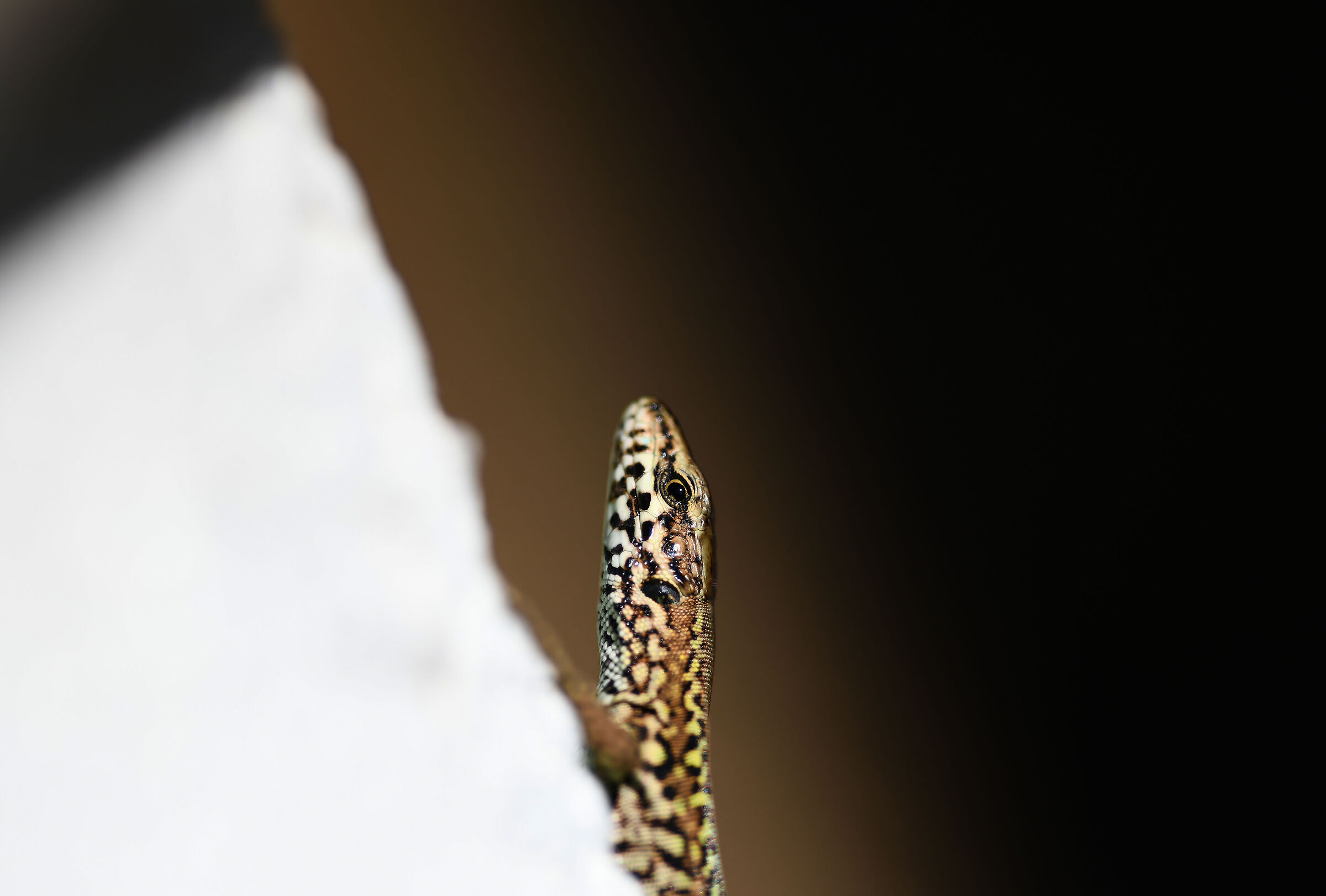 Podarcis Hispanicus