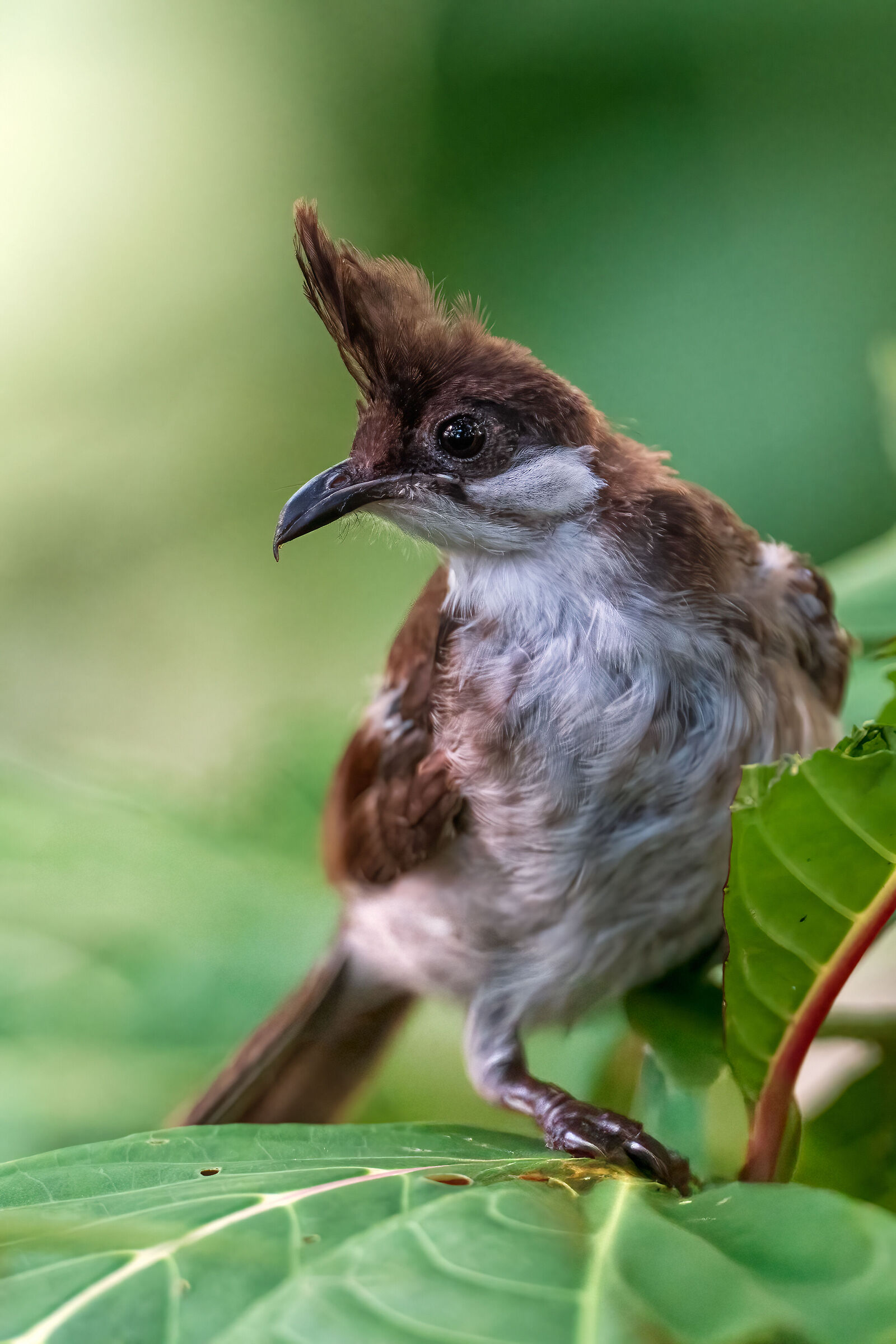 Crested Bulbul