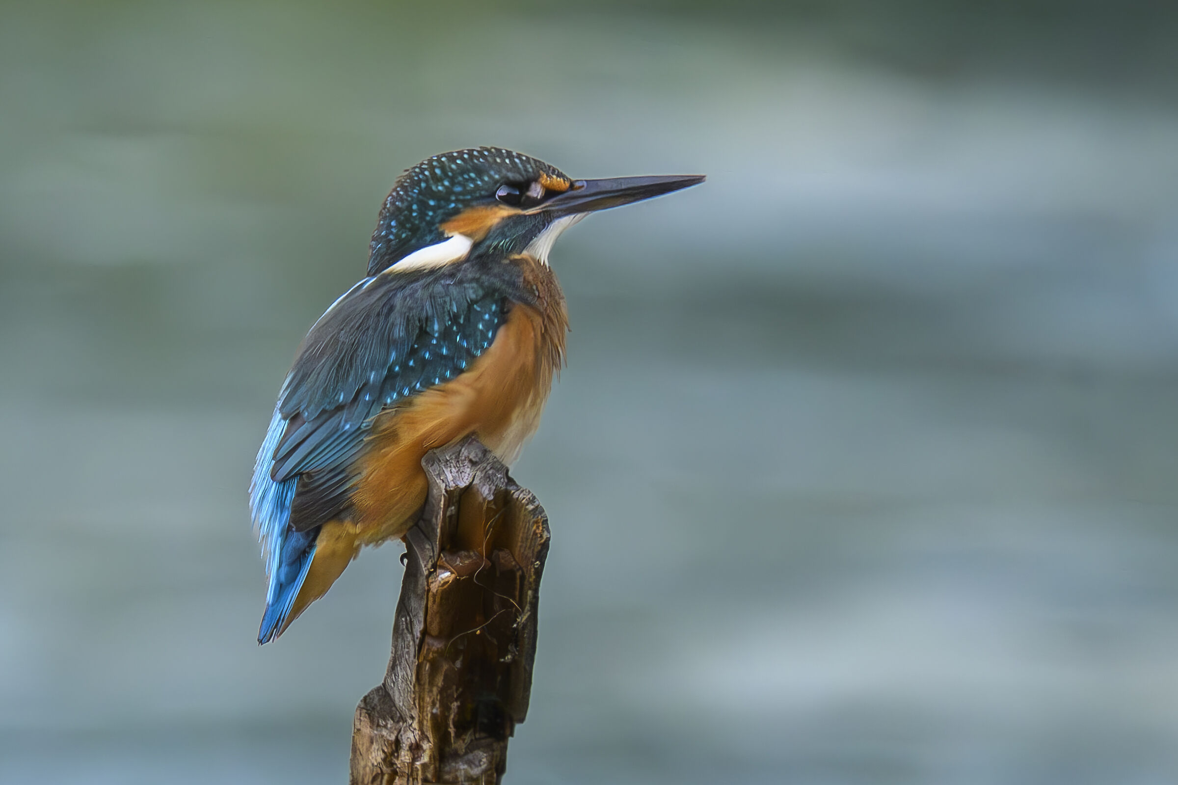 Kingfisher