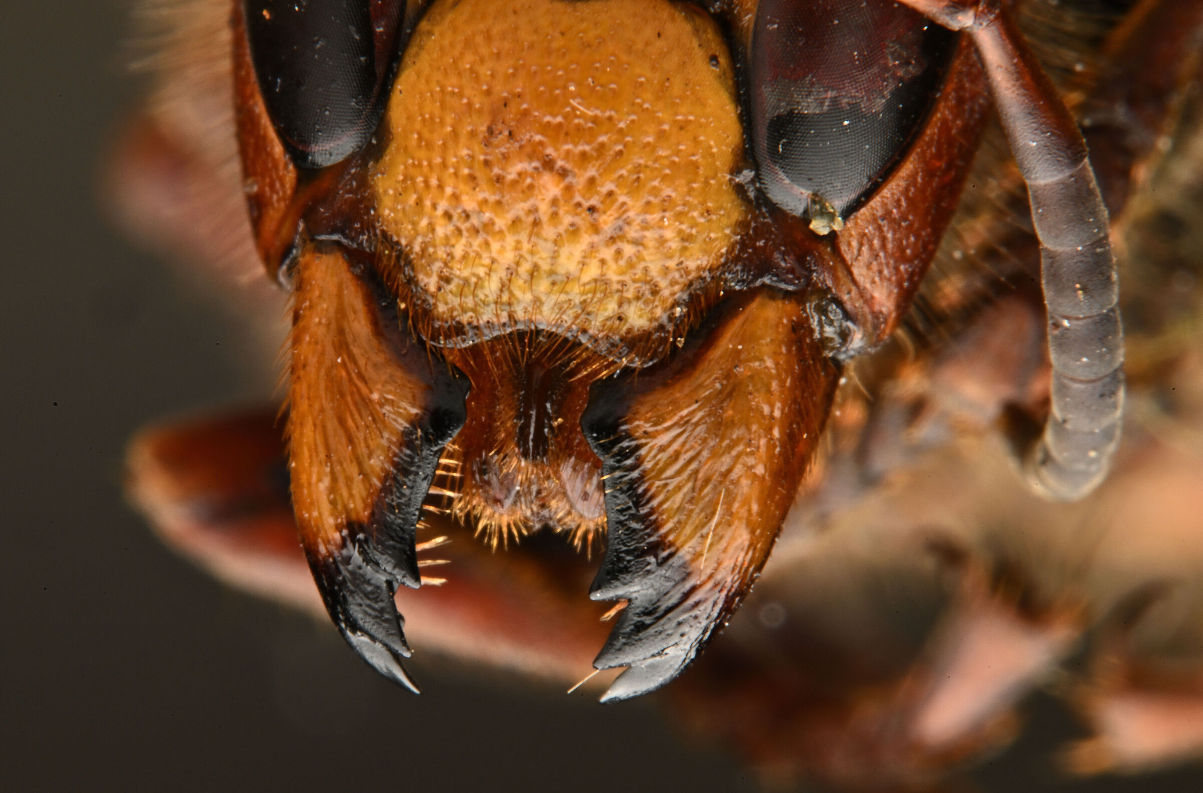 Mandibola di vespa crabro