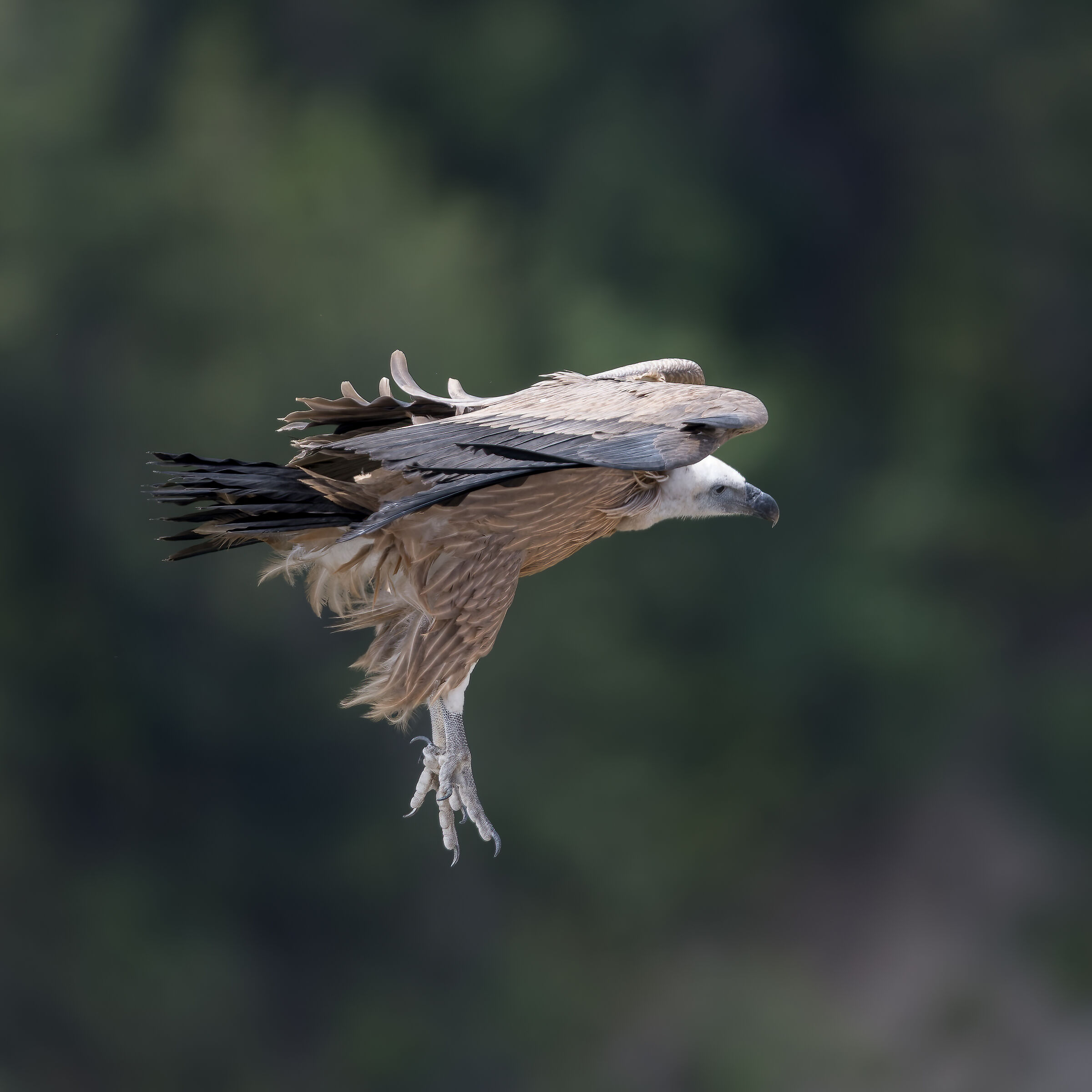 Griffin - Barronies Provencal