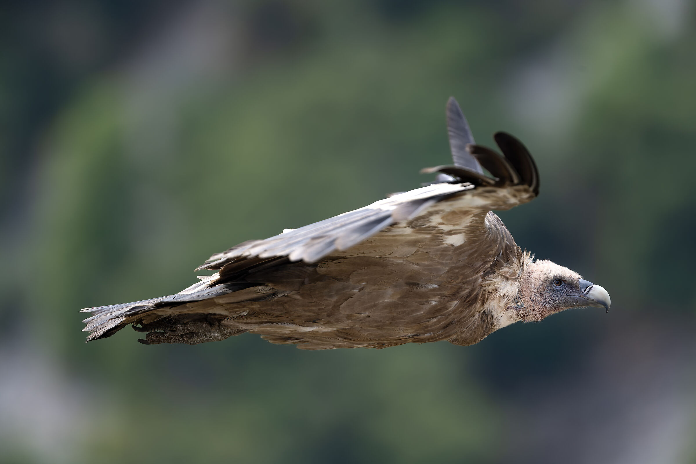 Griffin - Barronies Provencal