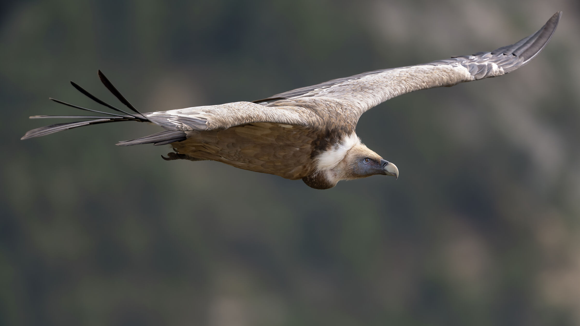 Griffin - Barronies Provencal