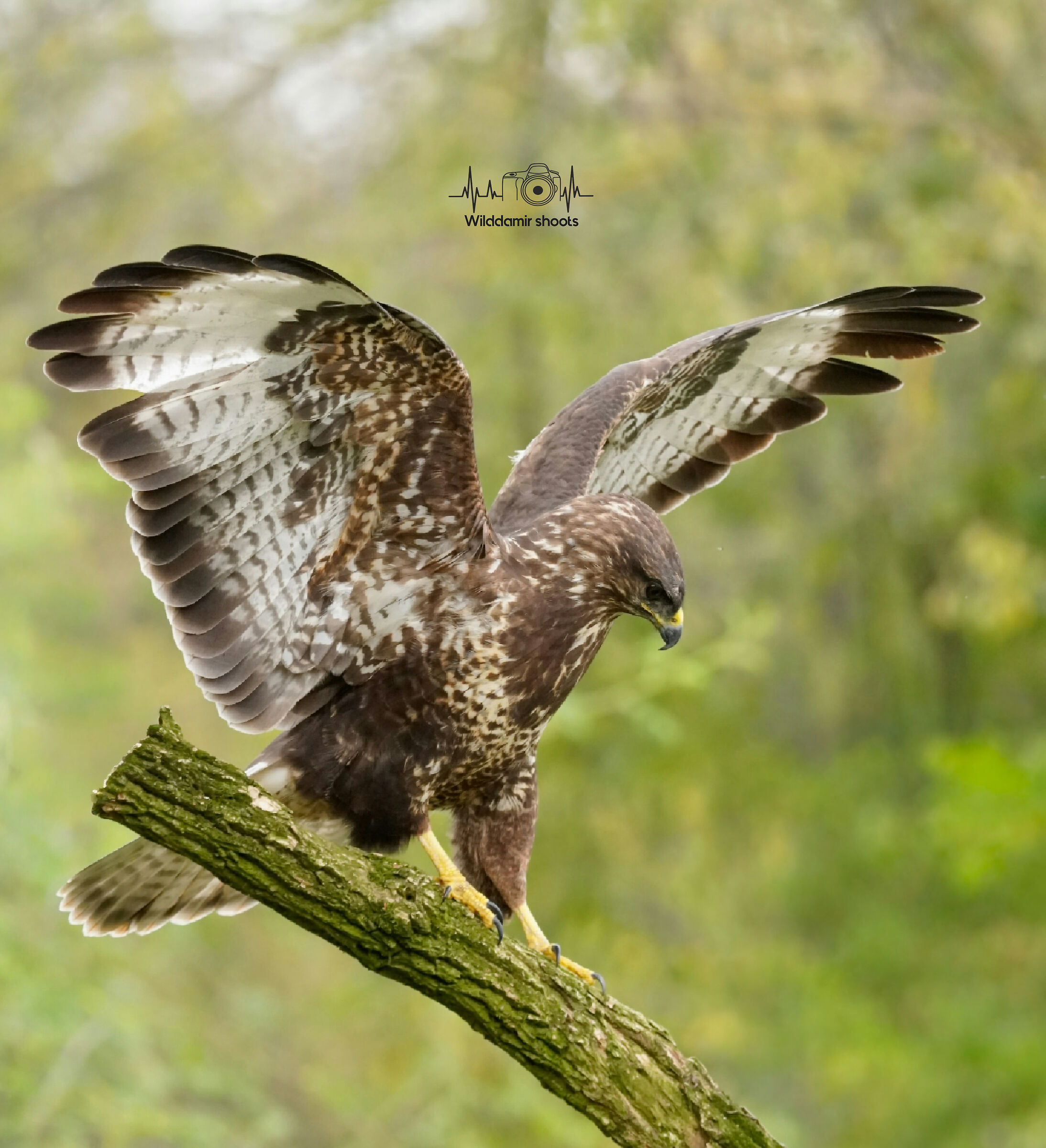 Buzzard