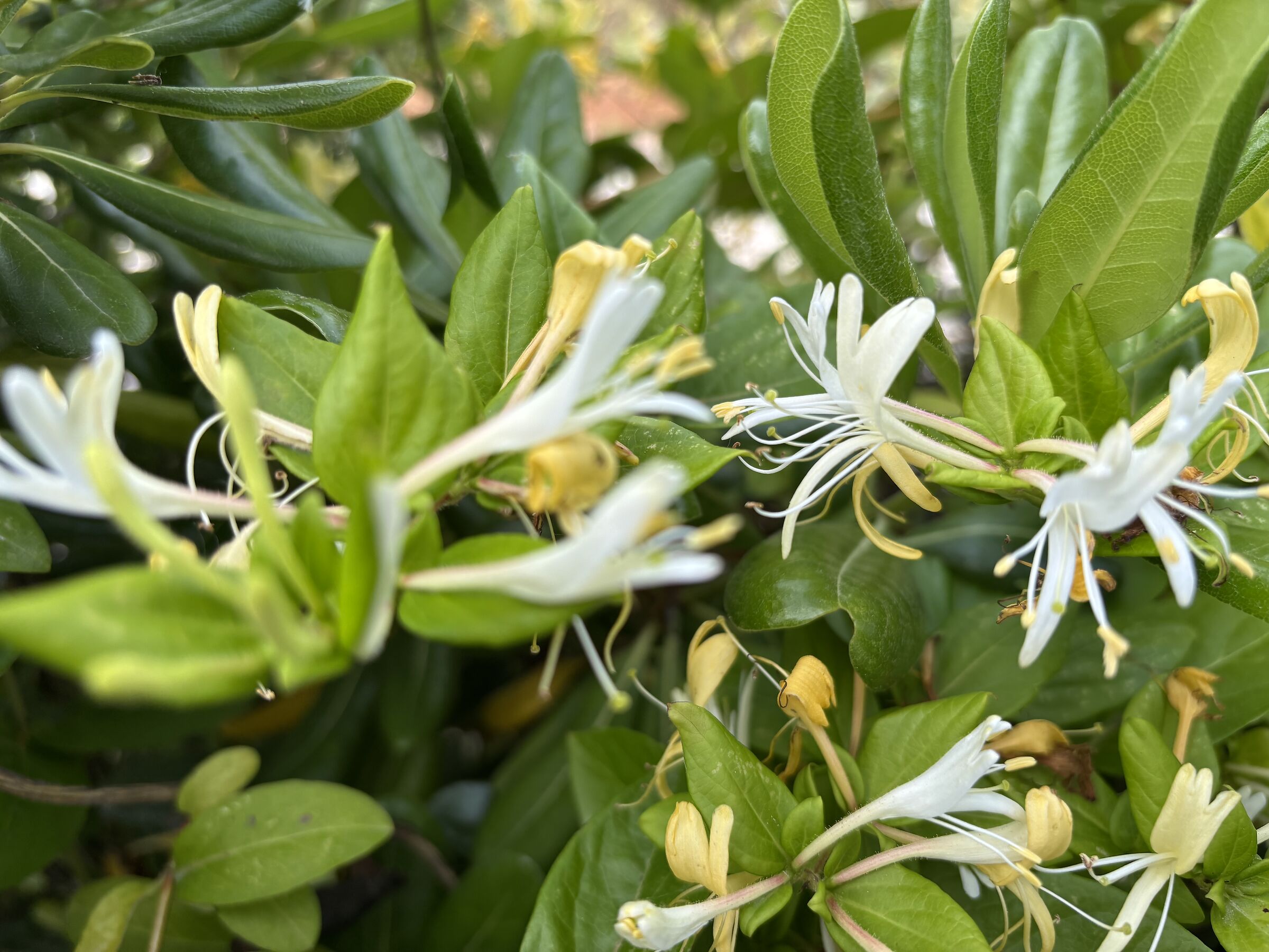 il profumo del caprifoglio...