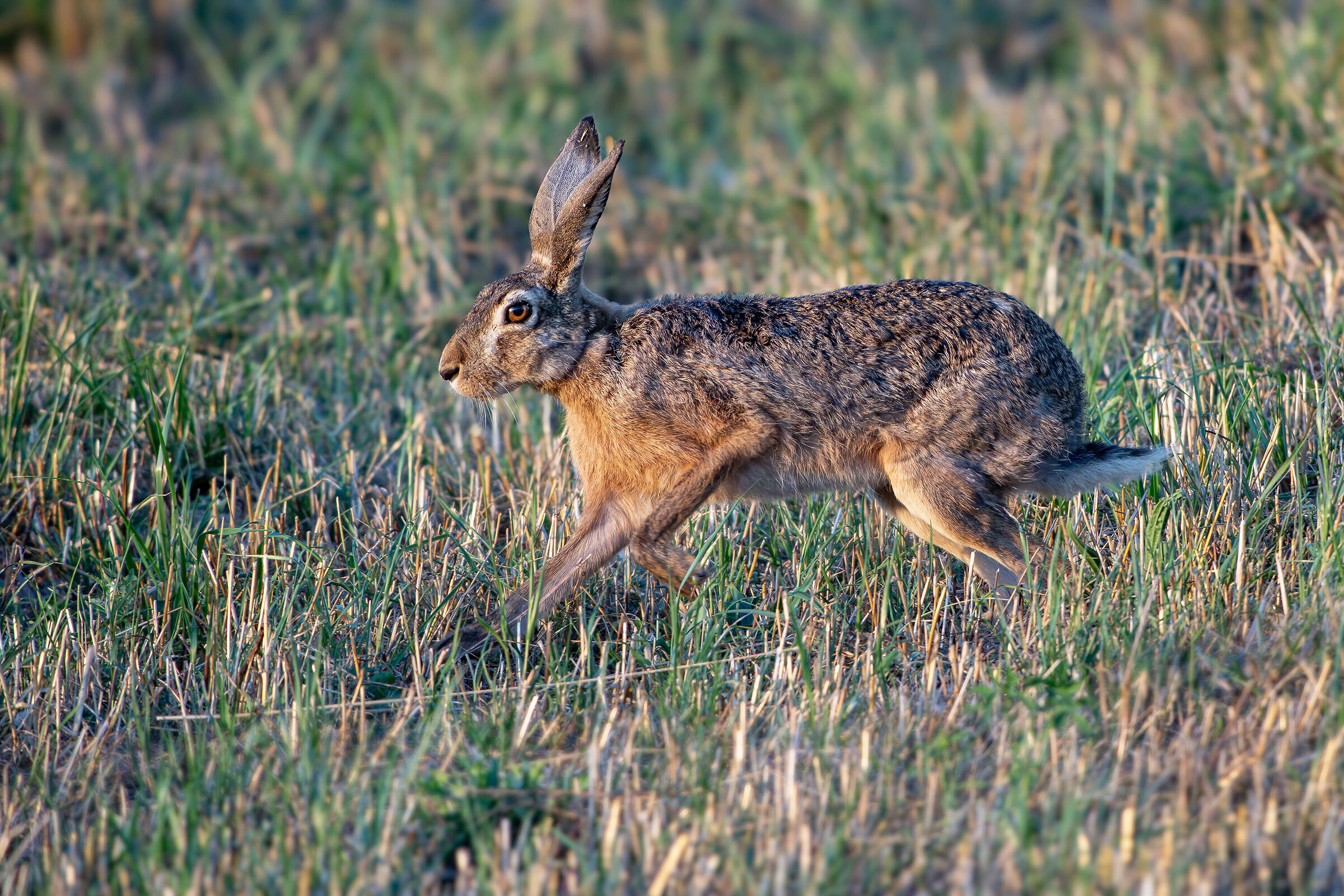 European hare