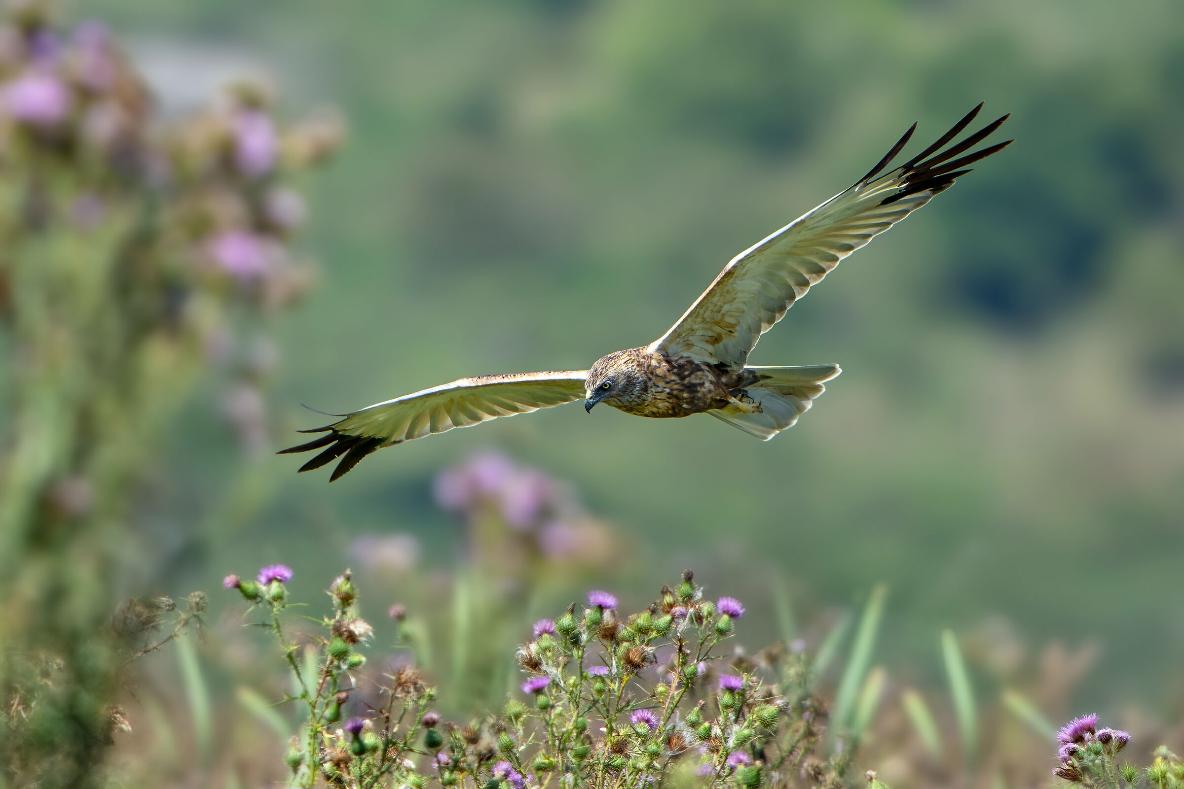 Marsh Harrier