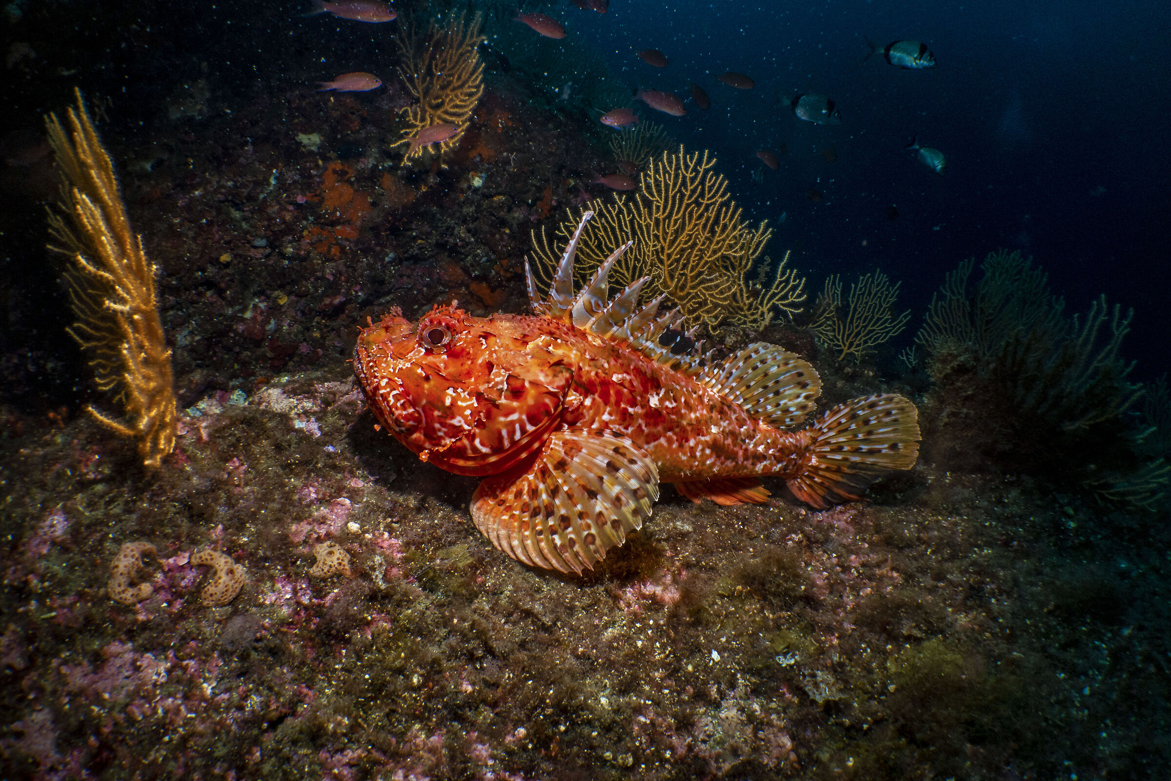 Scorfano al Banco di santa croce
