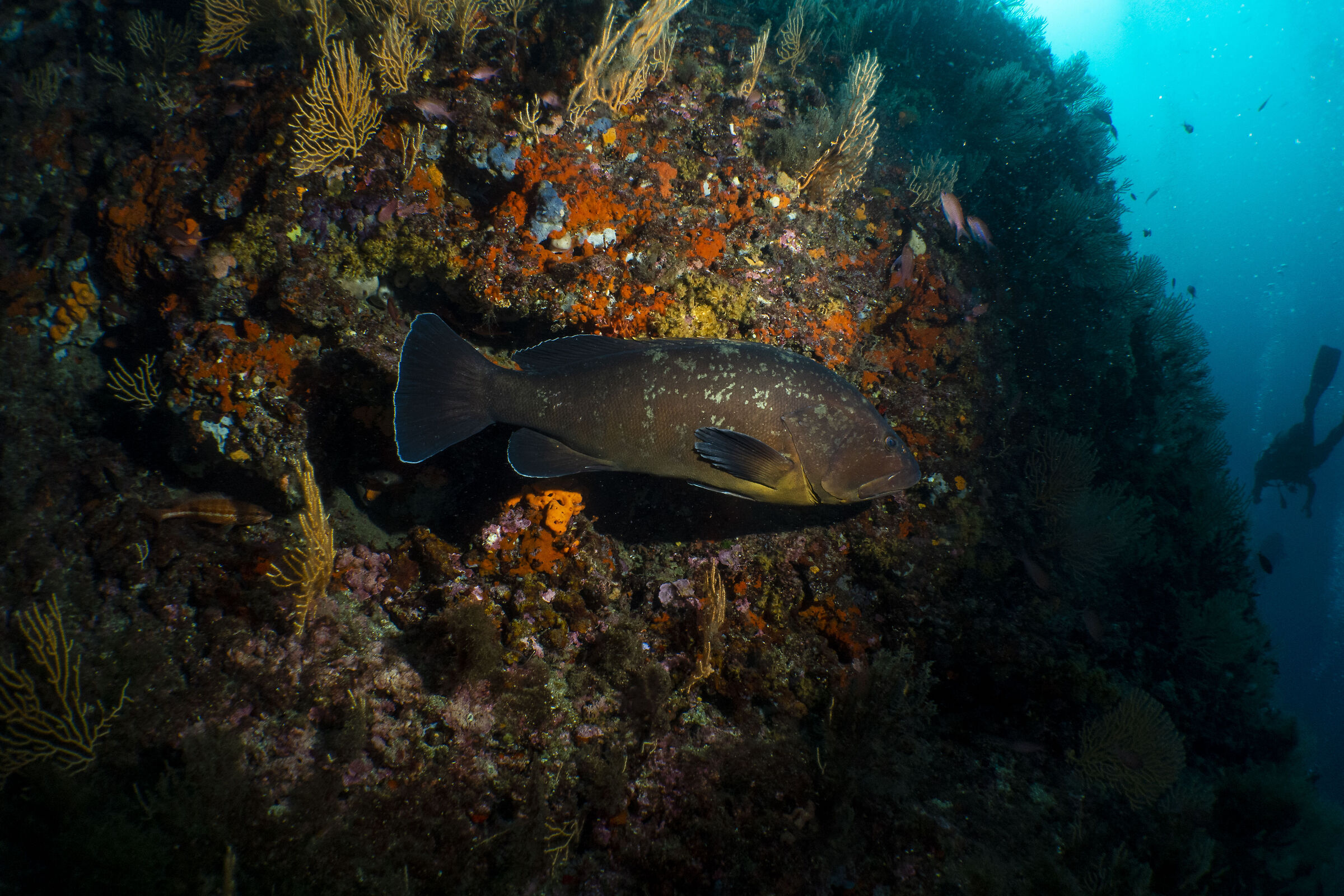 Grouper
