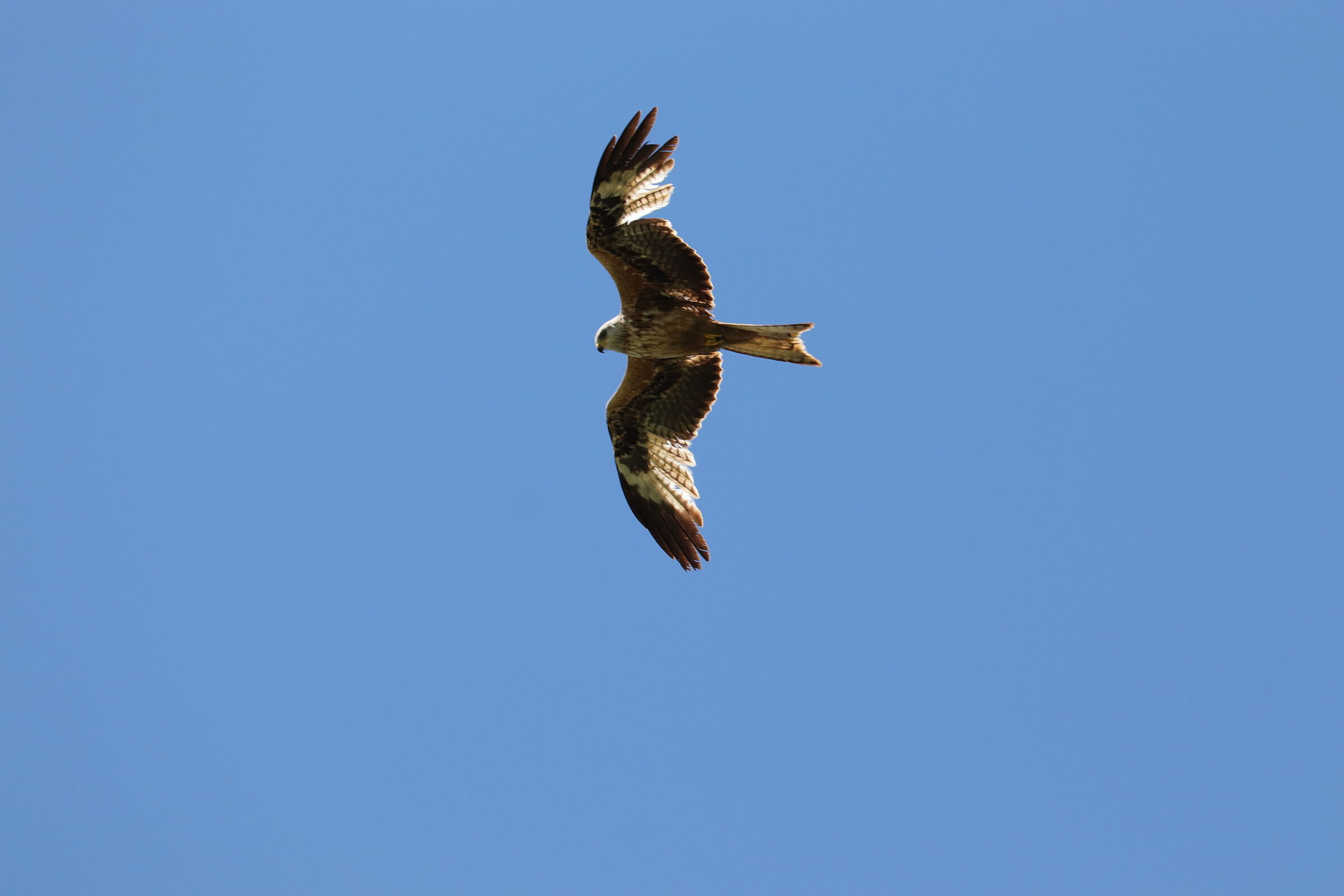 Red kite