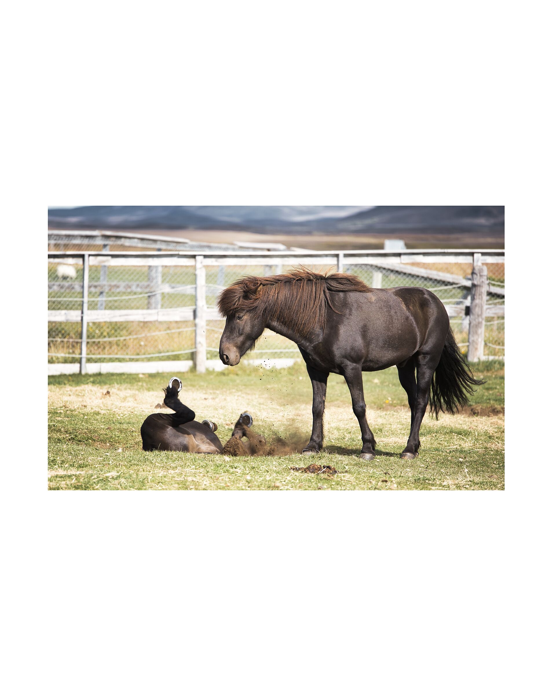 Icelandic Horses