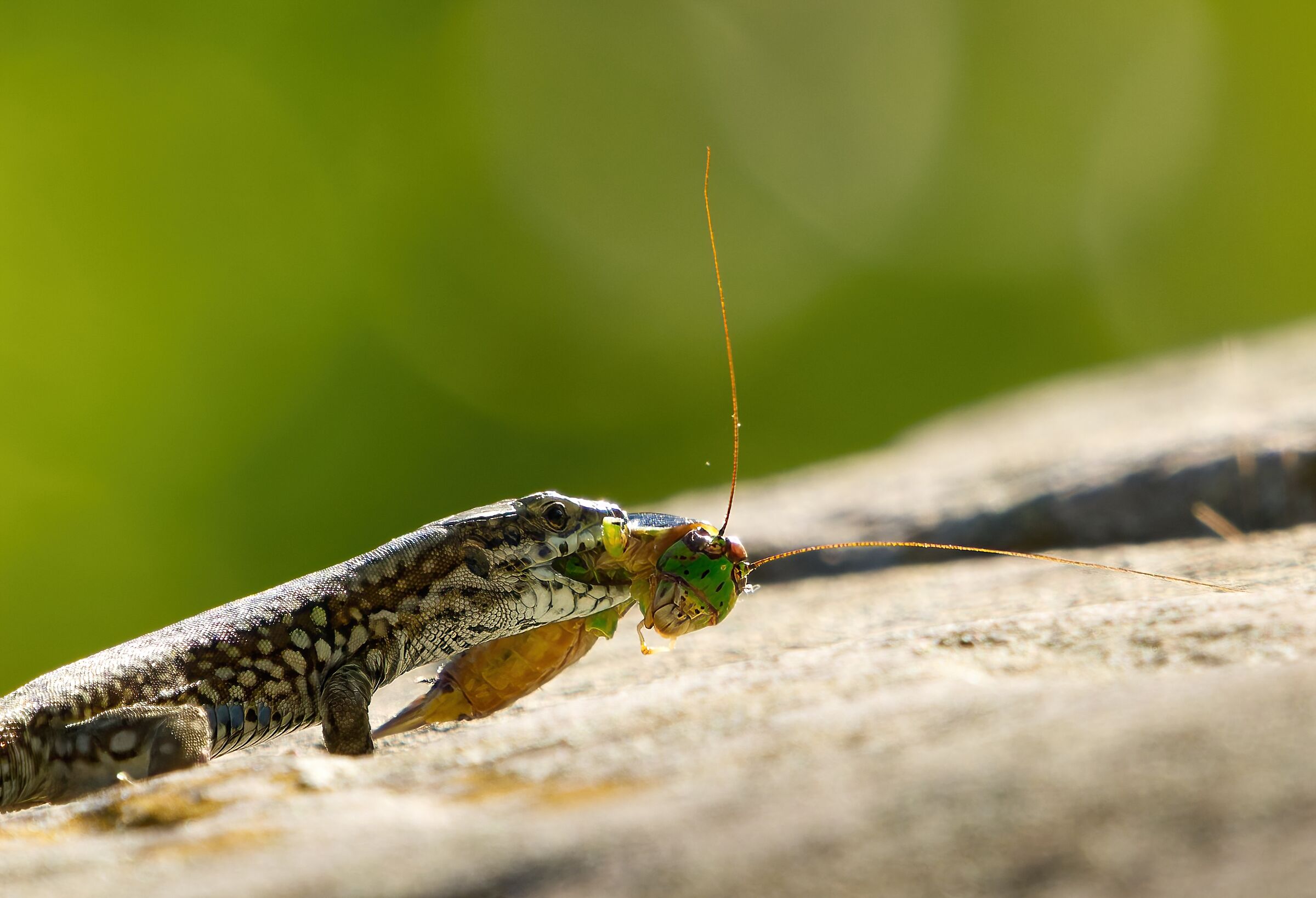 Relentless little predator