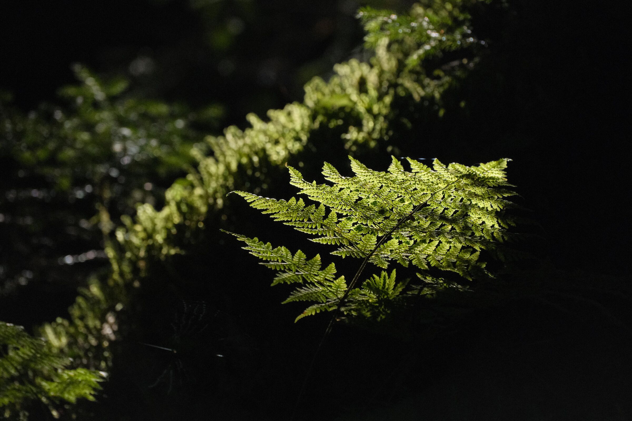 FERN IN SEARCH OF LIGHT