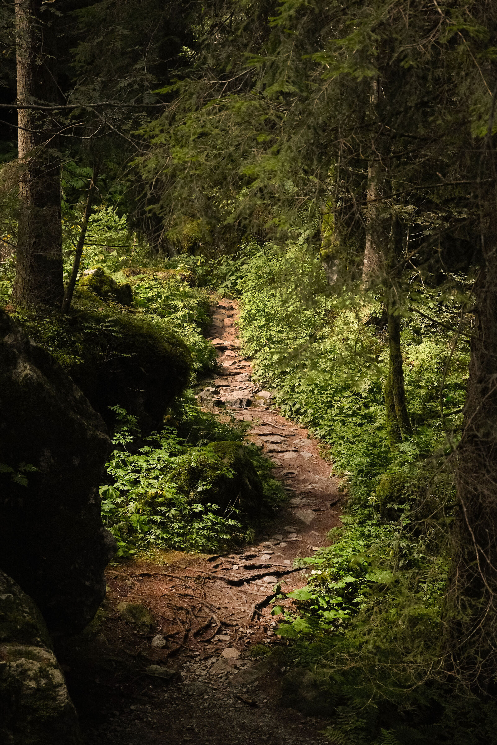 ENCHANTED PATH