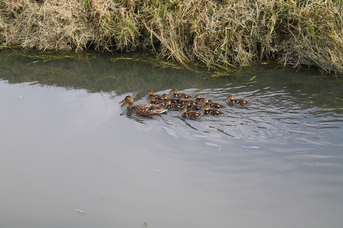 Mother duck with small