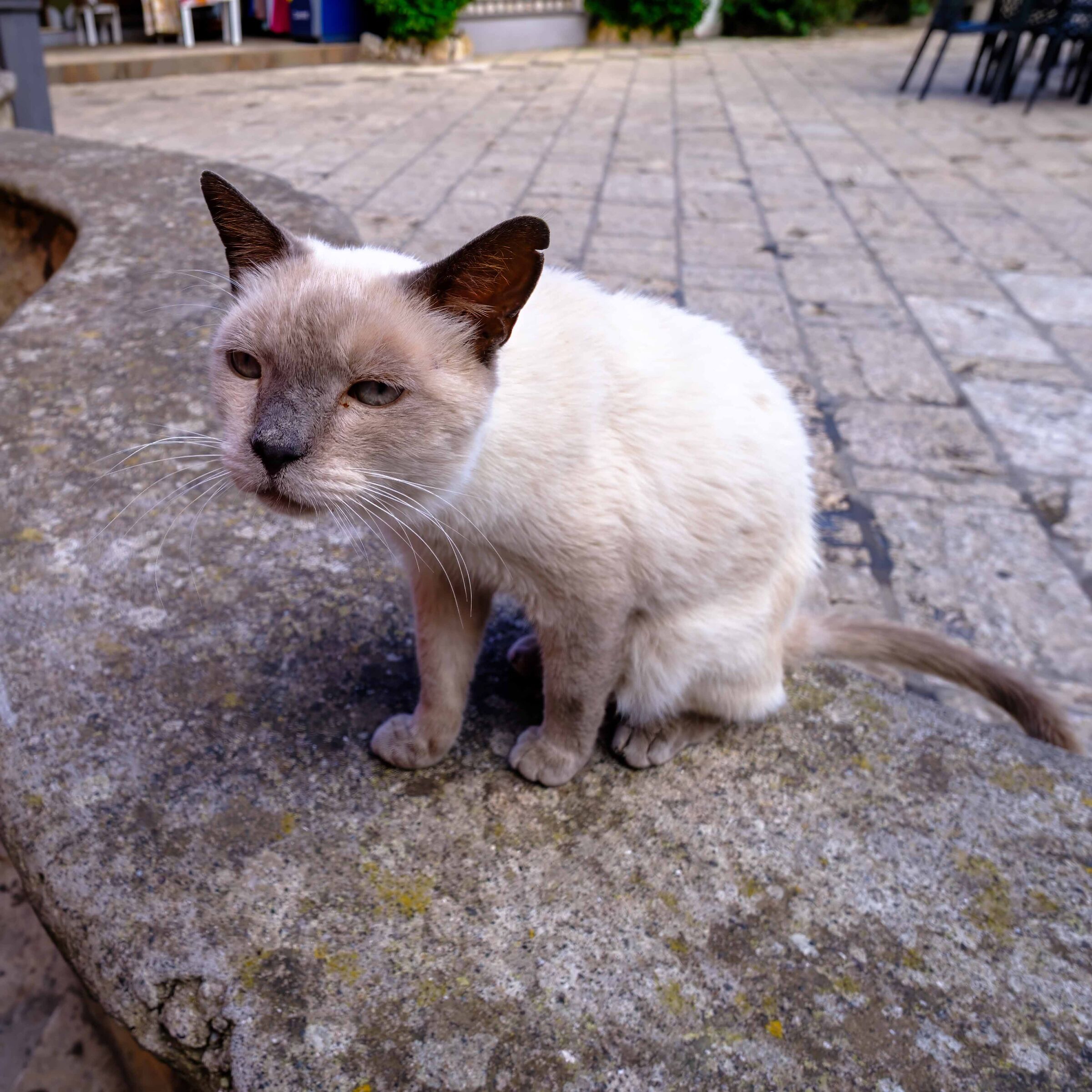 Gatto caprese triste