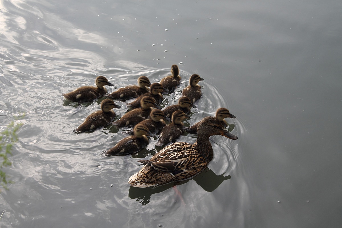 Mother duck with small