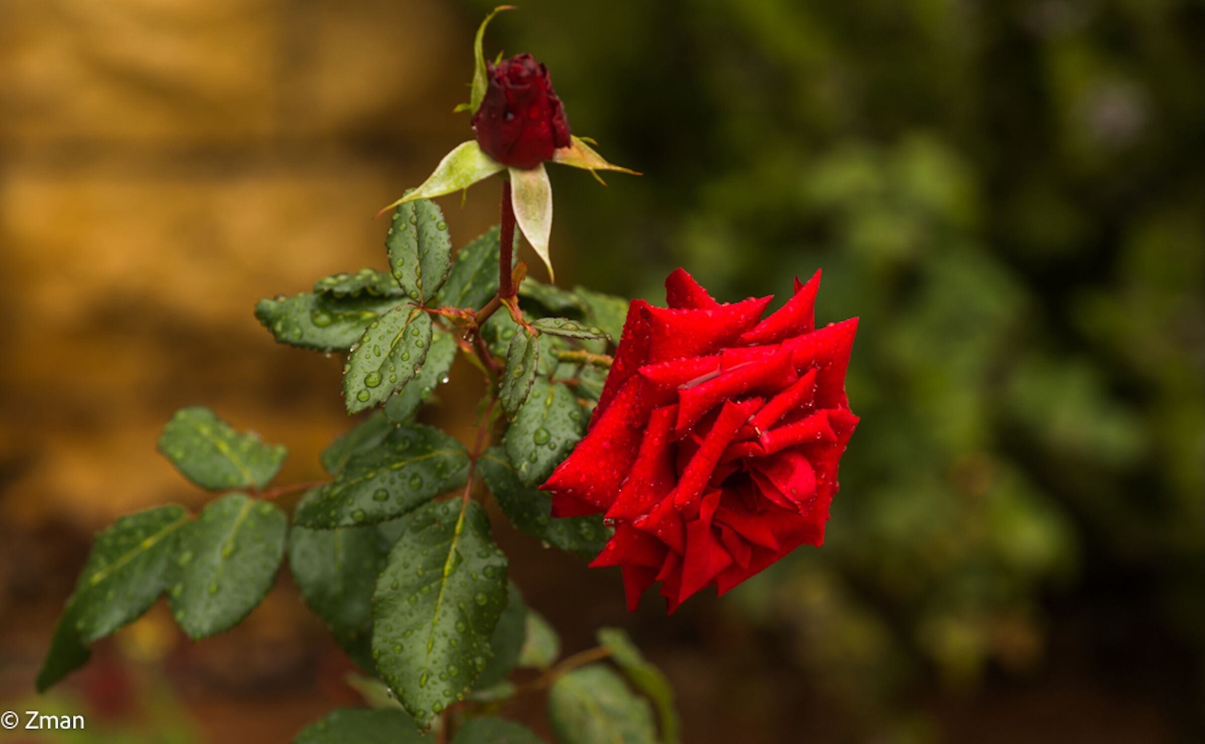 Rosa Rossa Rossa