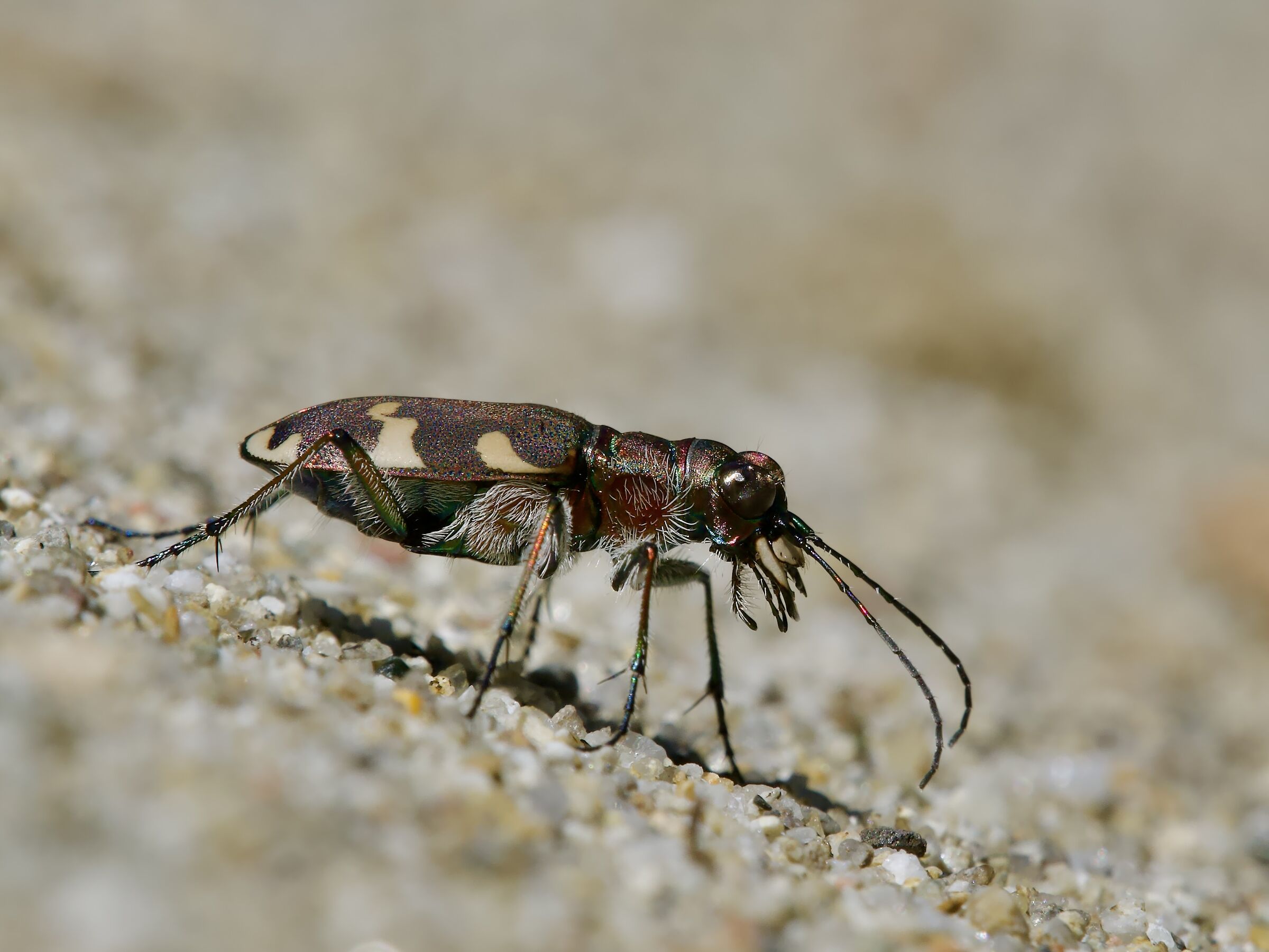 Cicindela hybrida