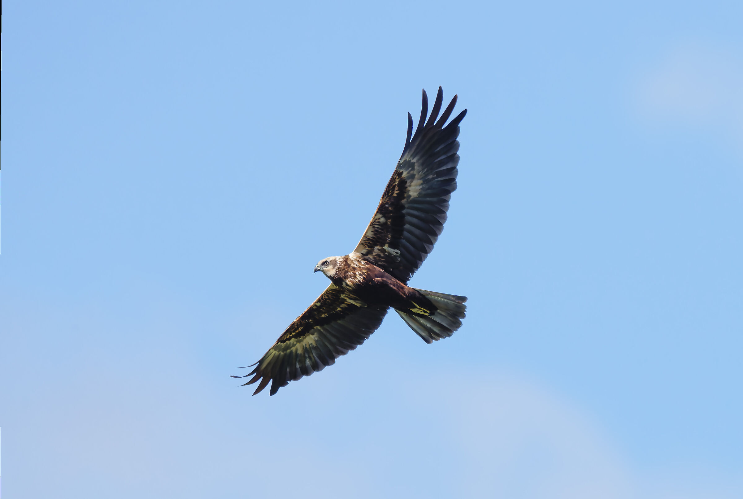 Marsh Harrier (f)