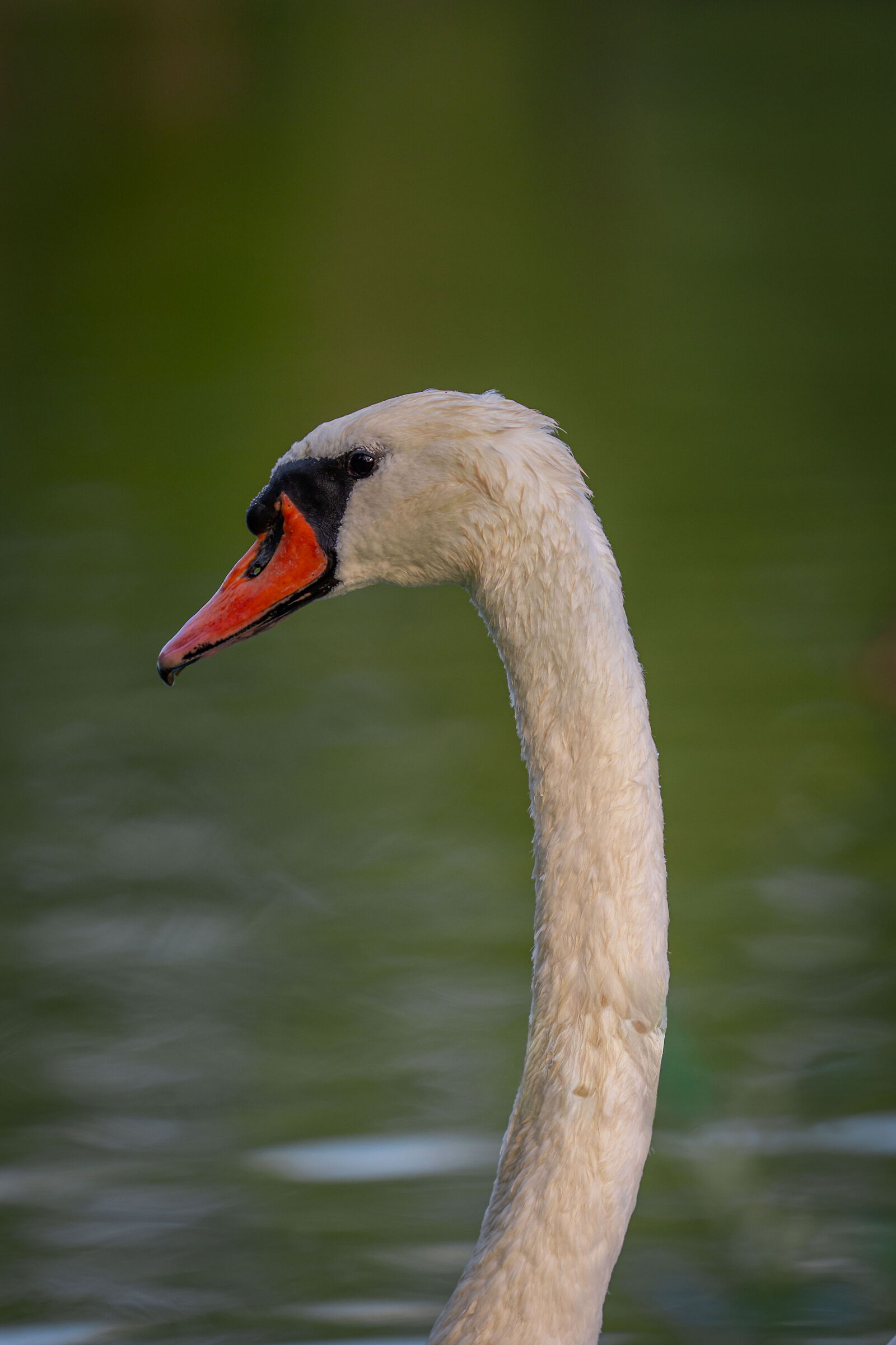 Swan