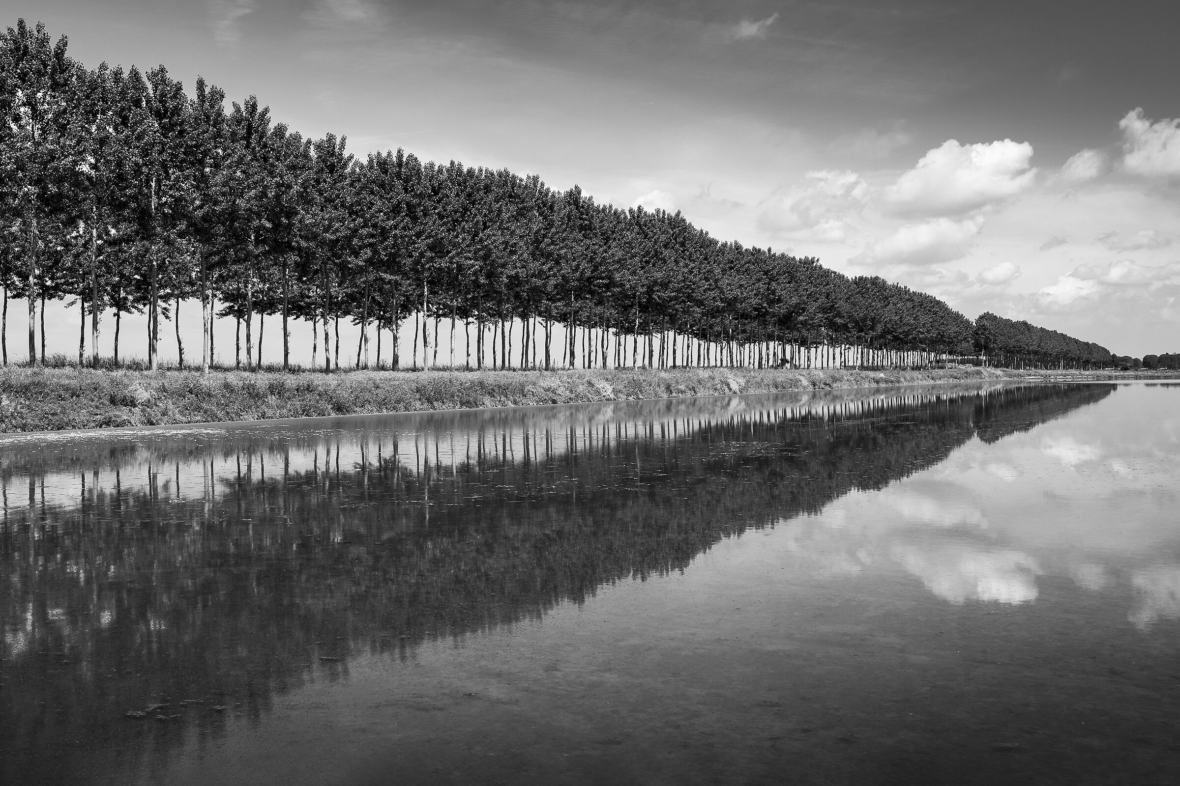 Poplars and rice paddies...