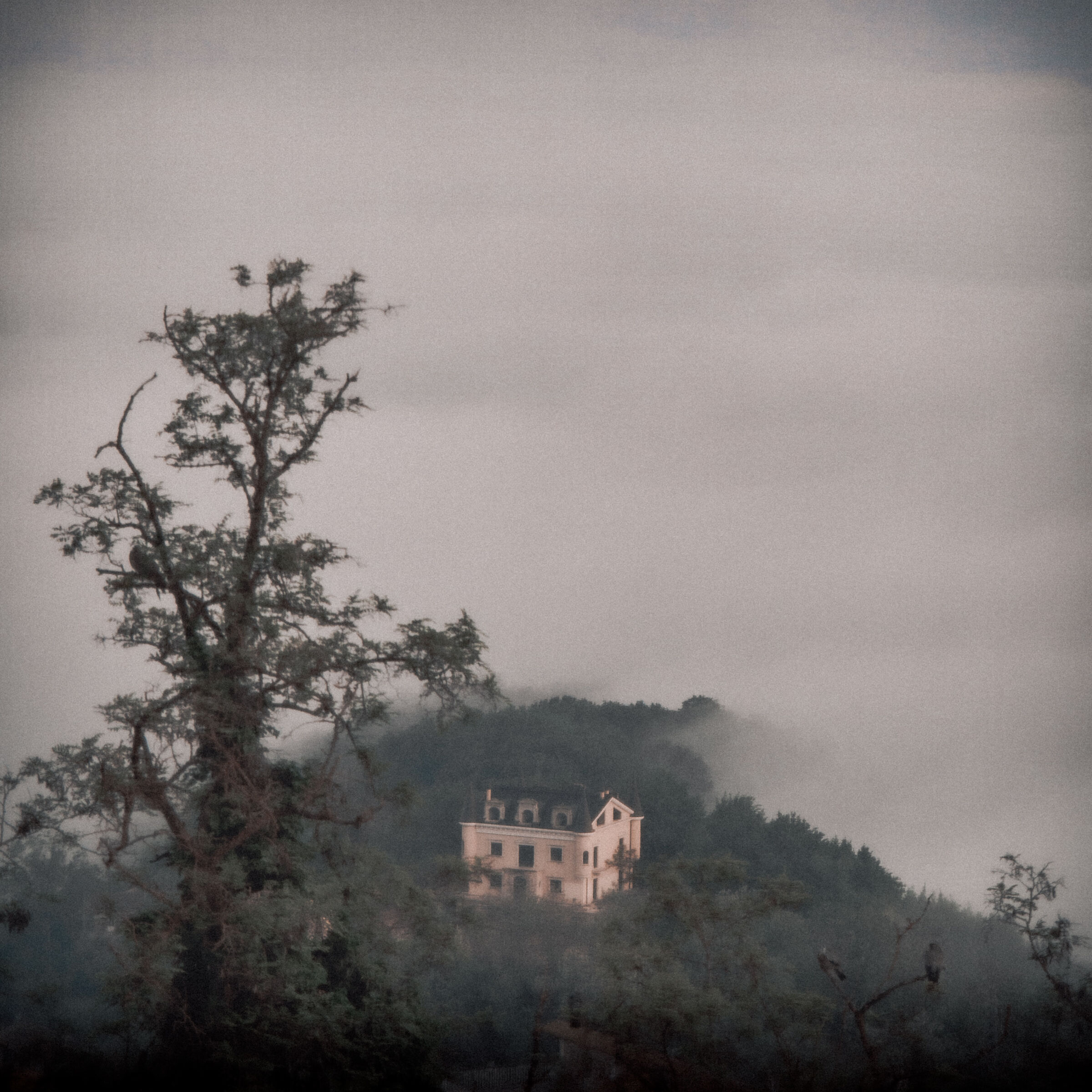 Misty Dawn