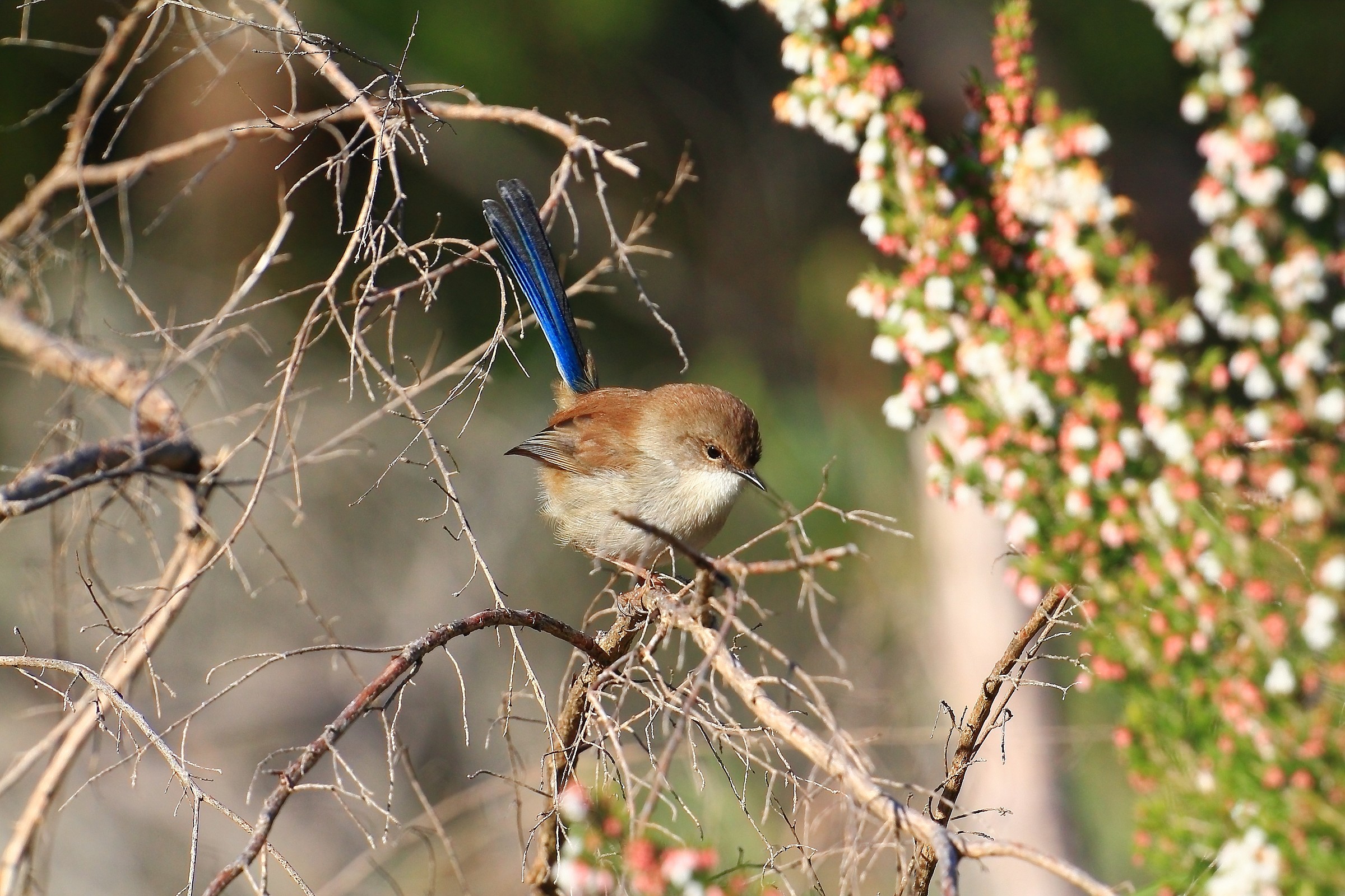 Superb Fairy Wren