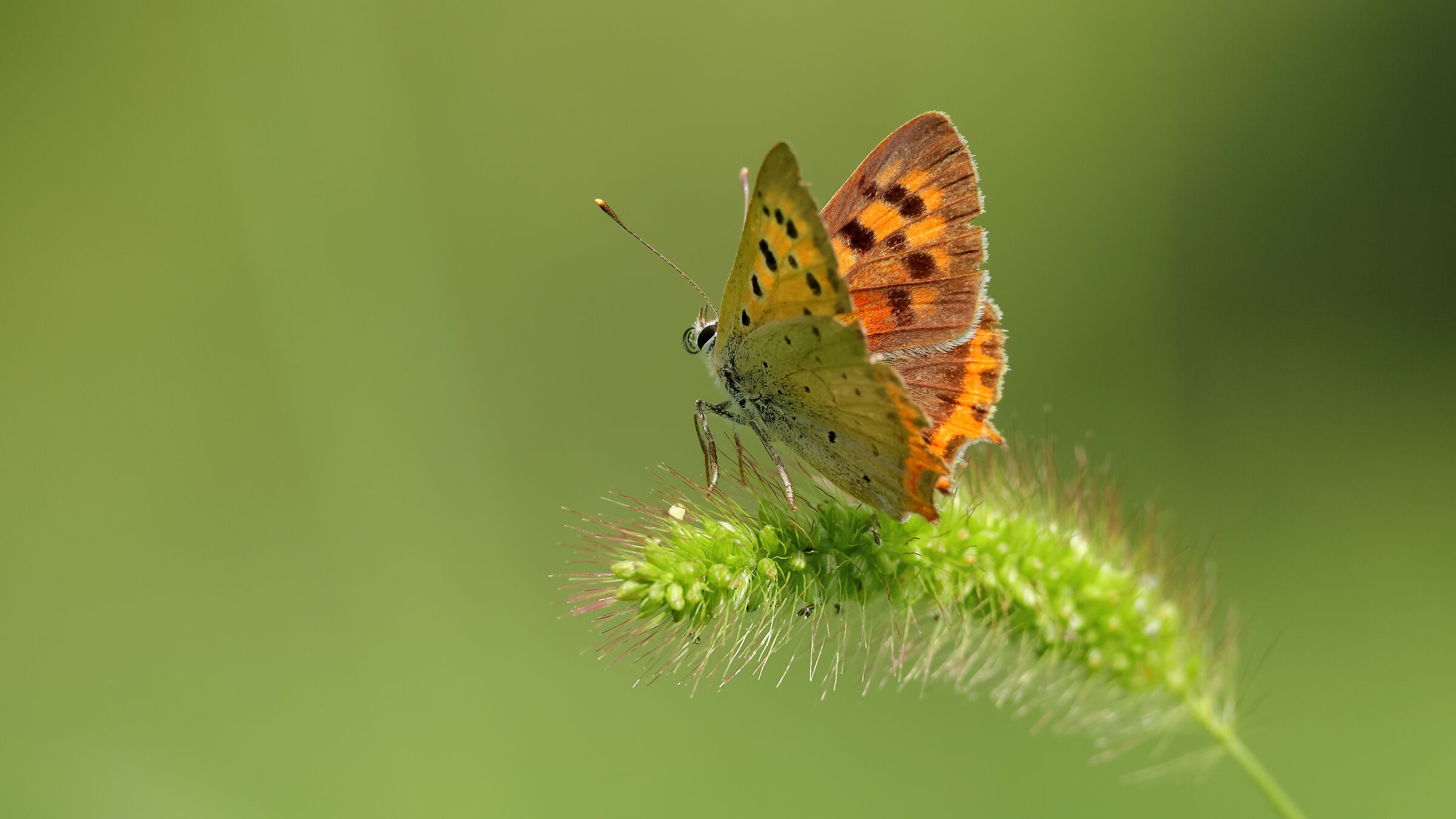 Lycaena phlaeas