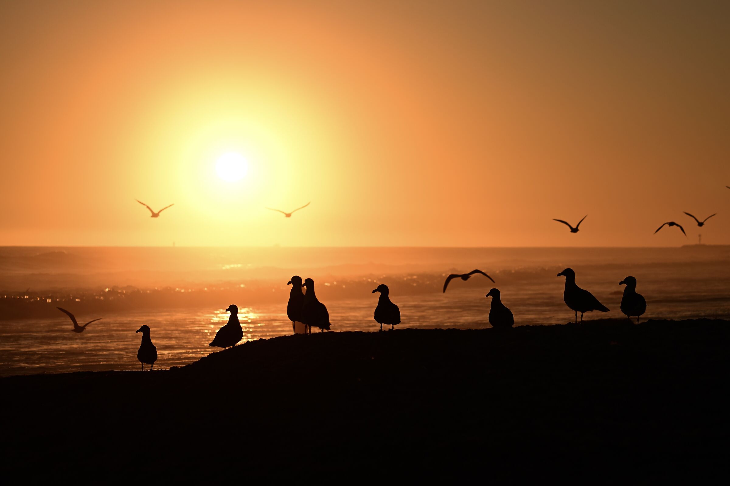 sunset birds