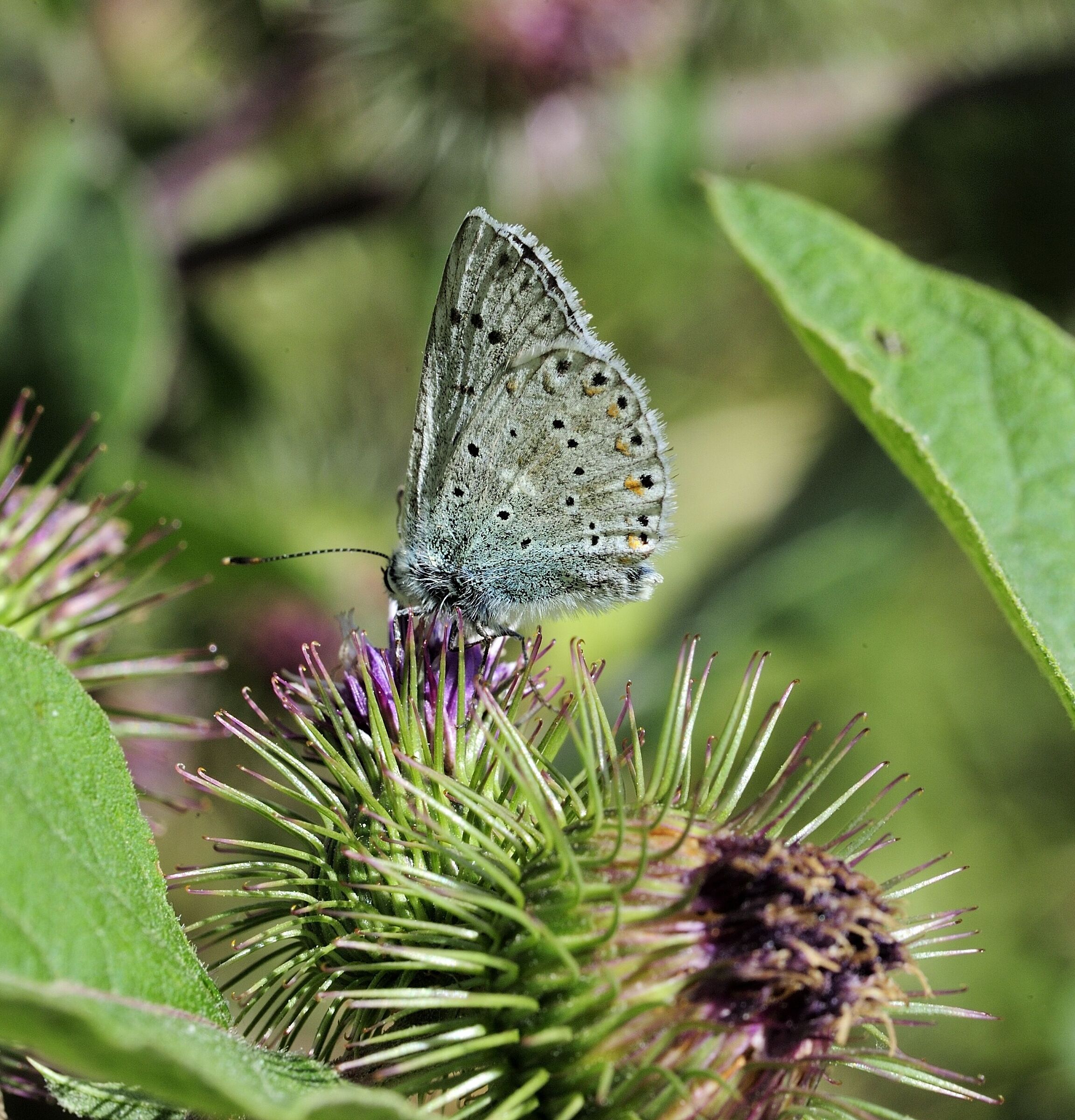 Polyommatus icarus