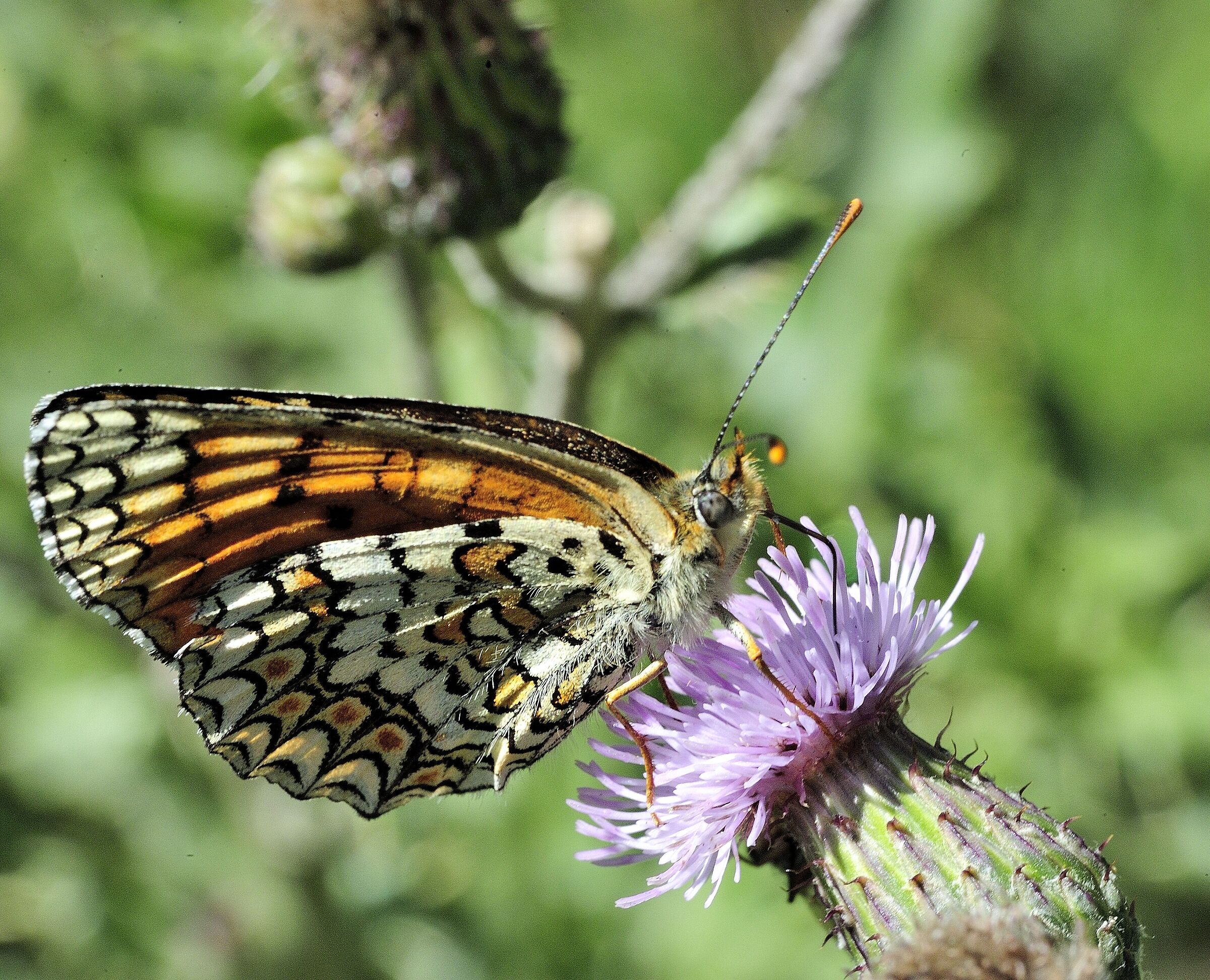 Melitaea phoebe