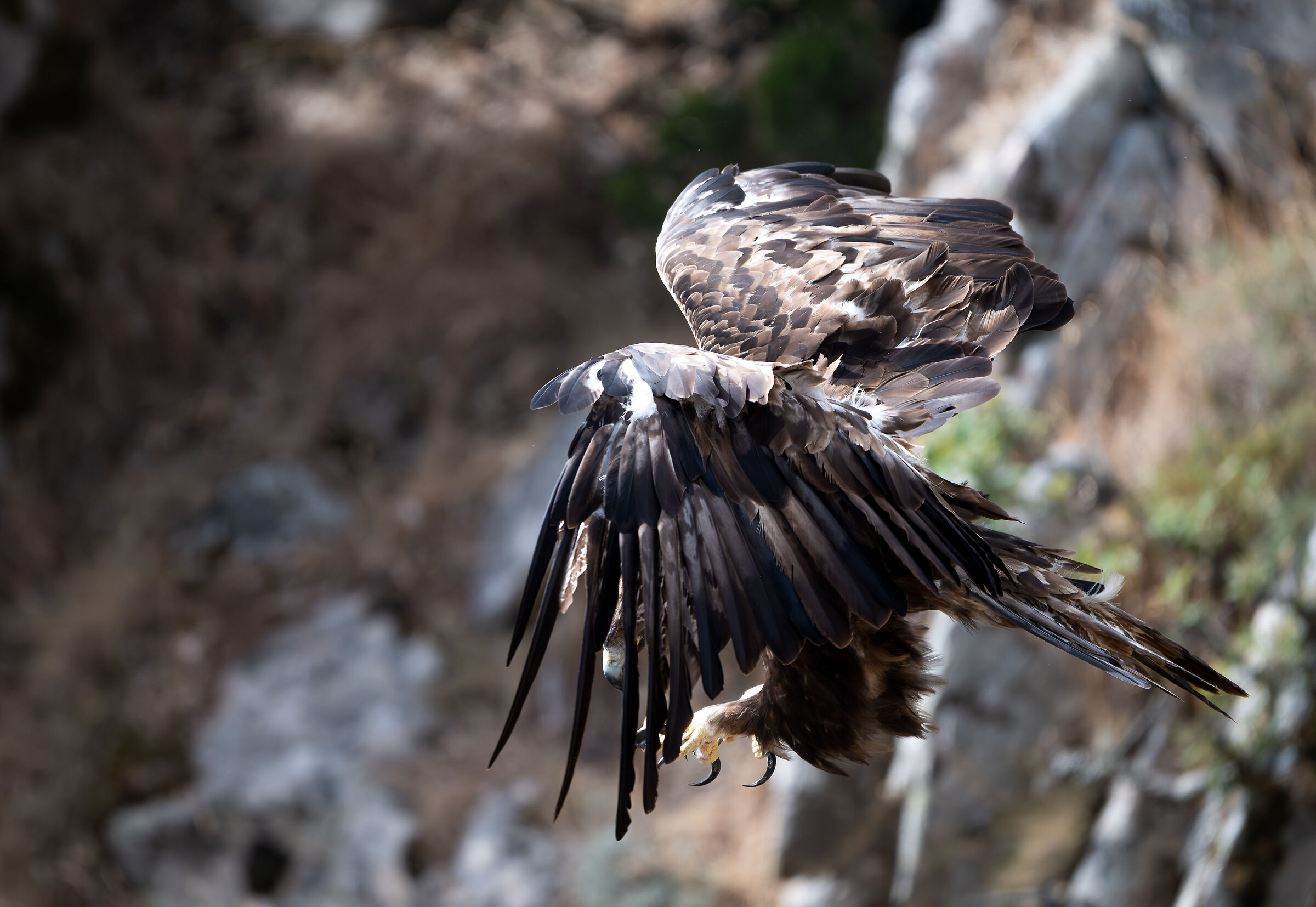 Golden eagle